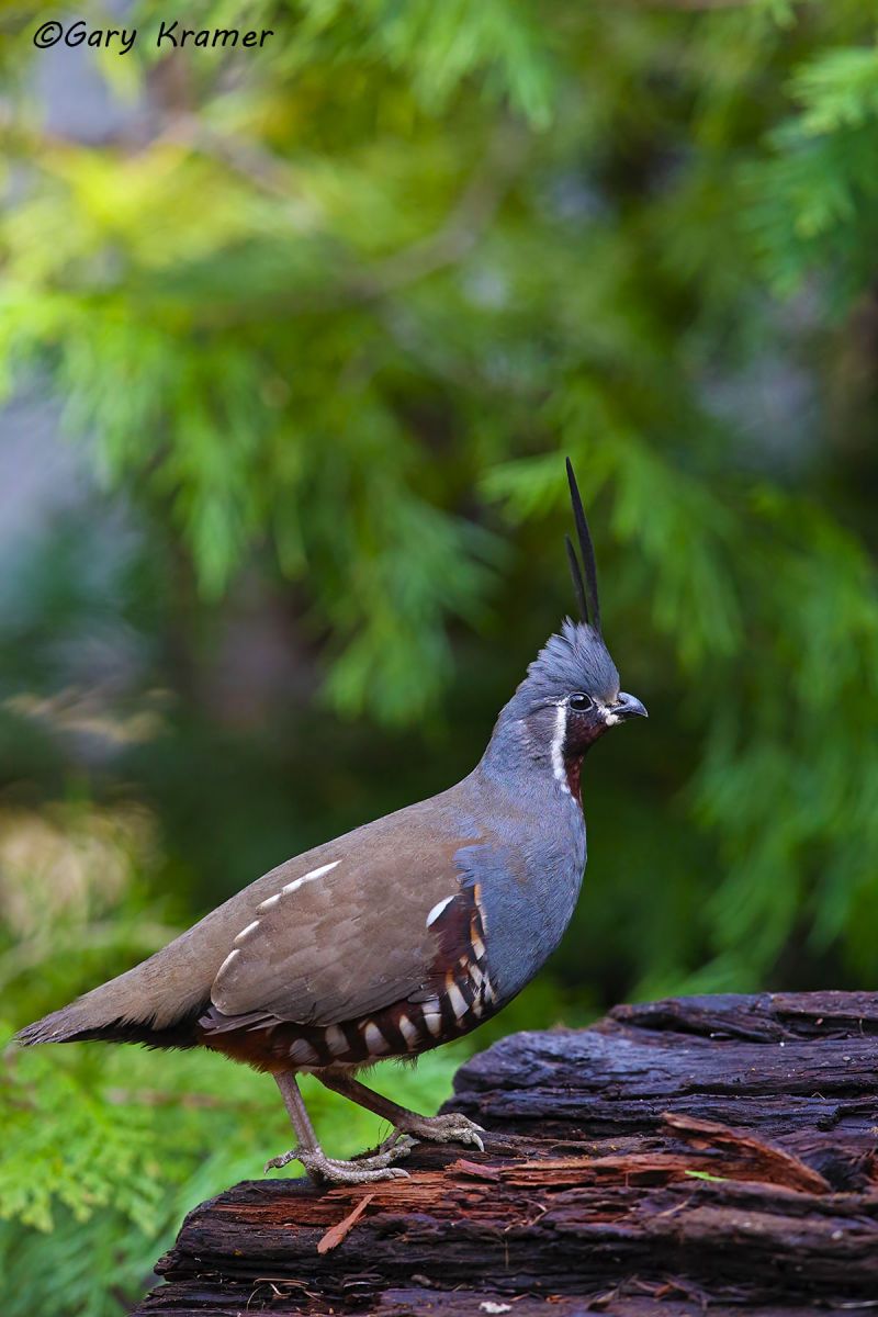 Mountain Quail (Oreortyx pictus) Mountain Quail (Oreortyx pictus) - NBGQm#300d