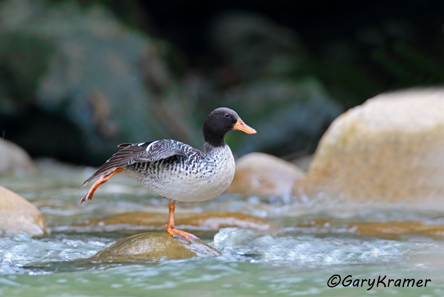 Salvadori's Teal (Salvadorina waigiuensis) - OBWTs#095d (New Guinea) Salvadori's Teal (Salvadorina waigiuensis) - OBWTs#095d (New Guinea)