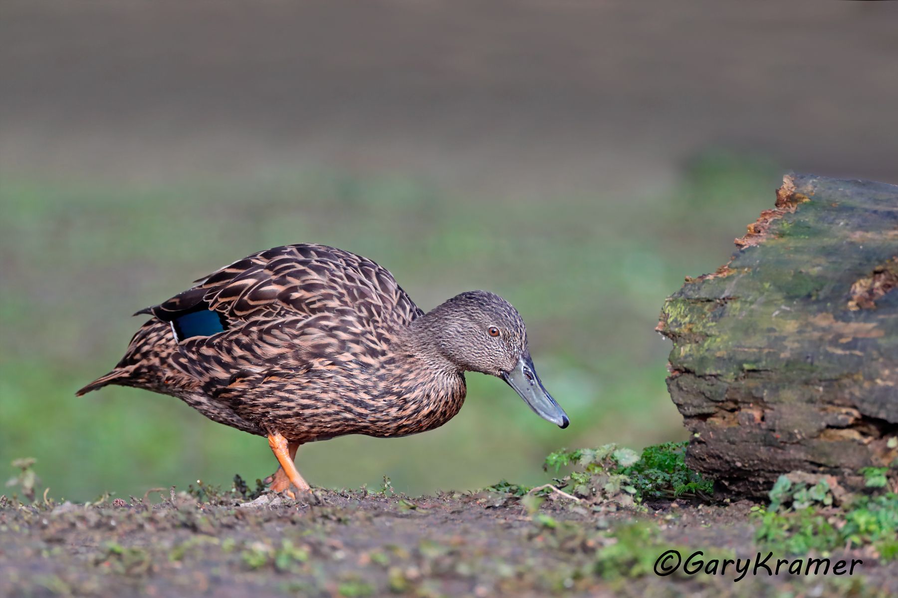 Meller's Duck (Anas melleri)  Meller's Duck (Anas melleri) - EBWDm#149d (Madagascar)