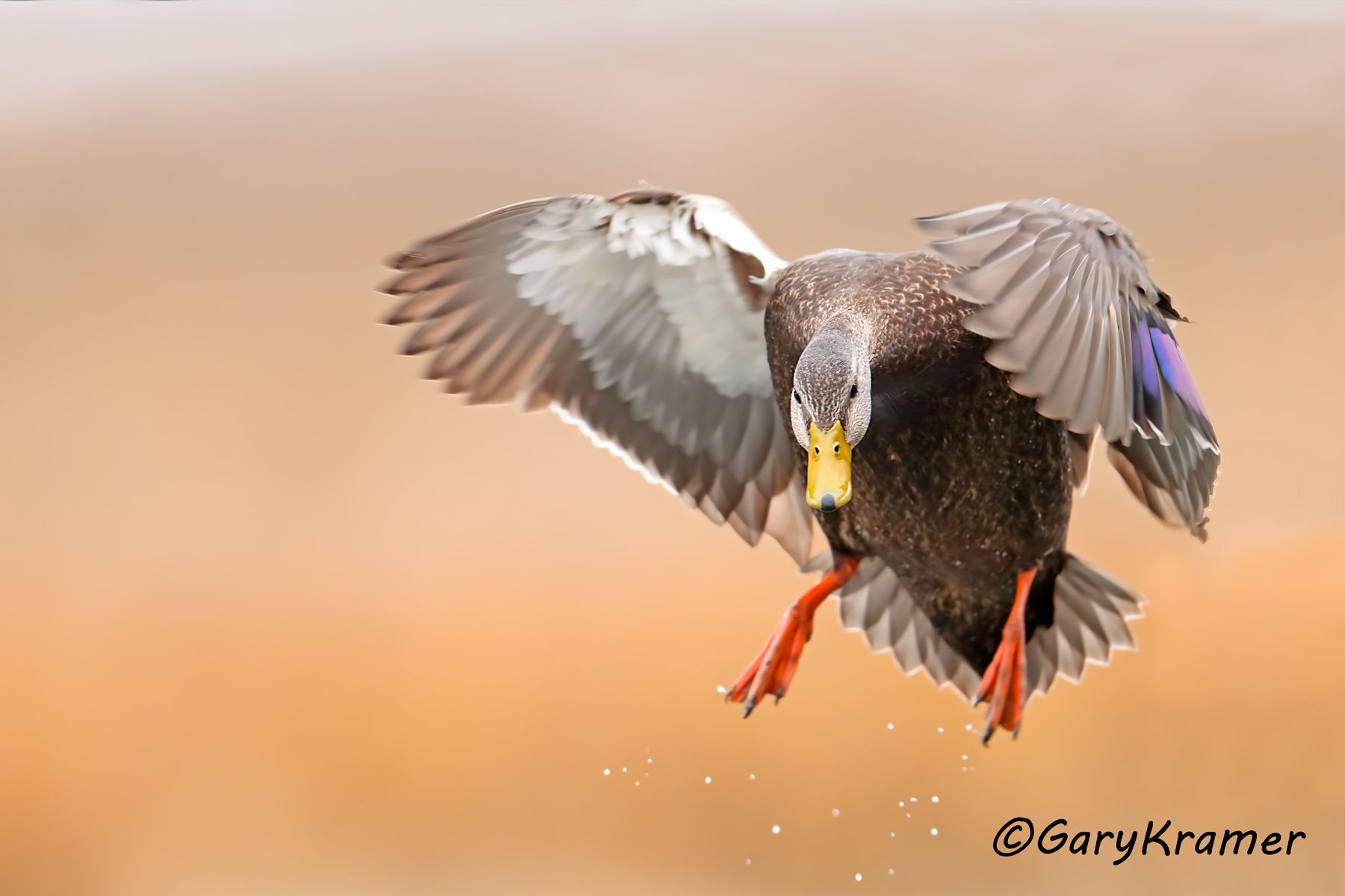 American Black Duck (Anas rubripes) American Black Duck (Anas rubripes) - NBWBd#936d