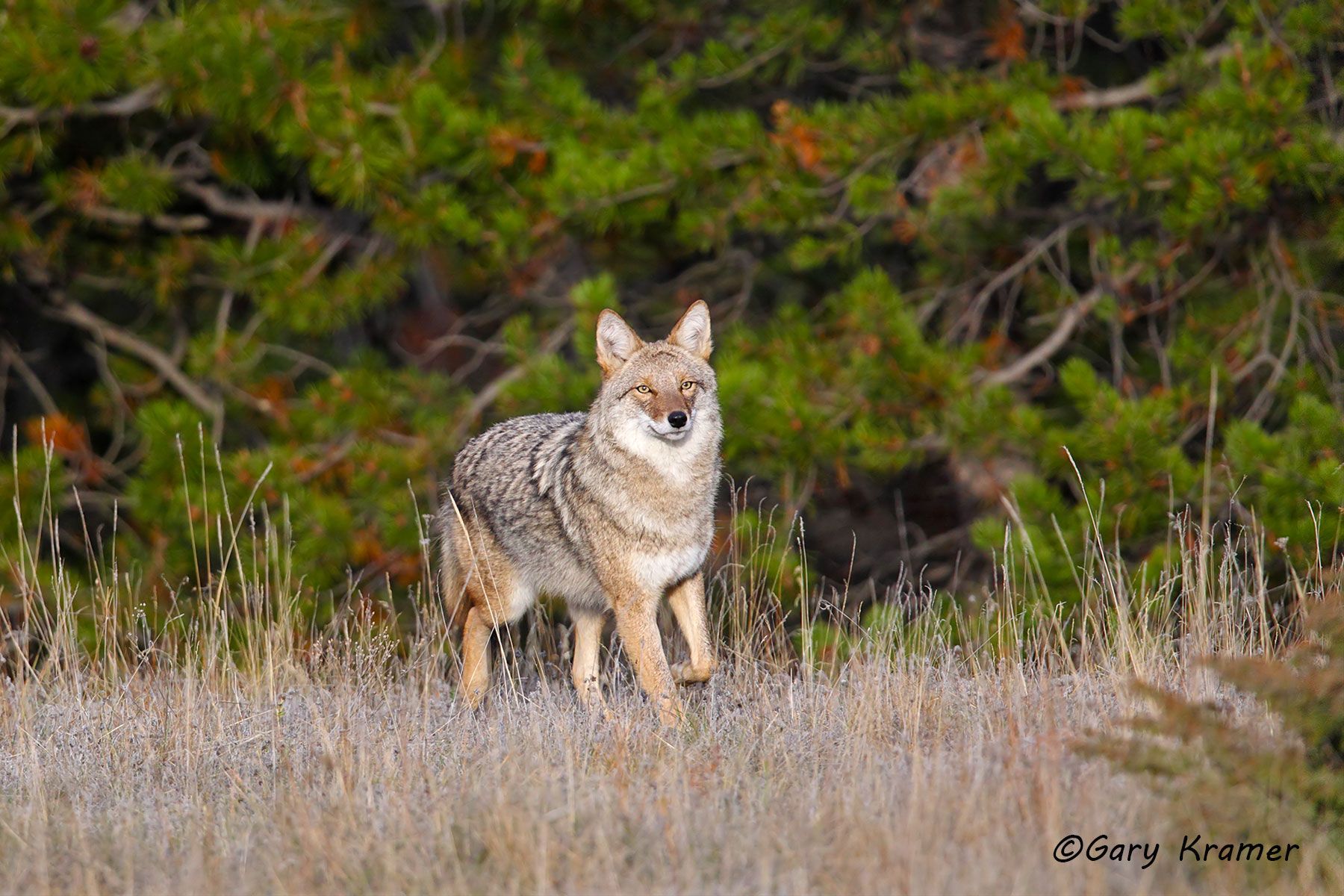 Coyote (Canis latrans)- NMC#1089d