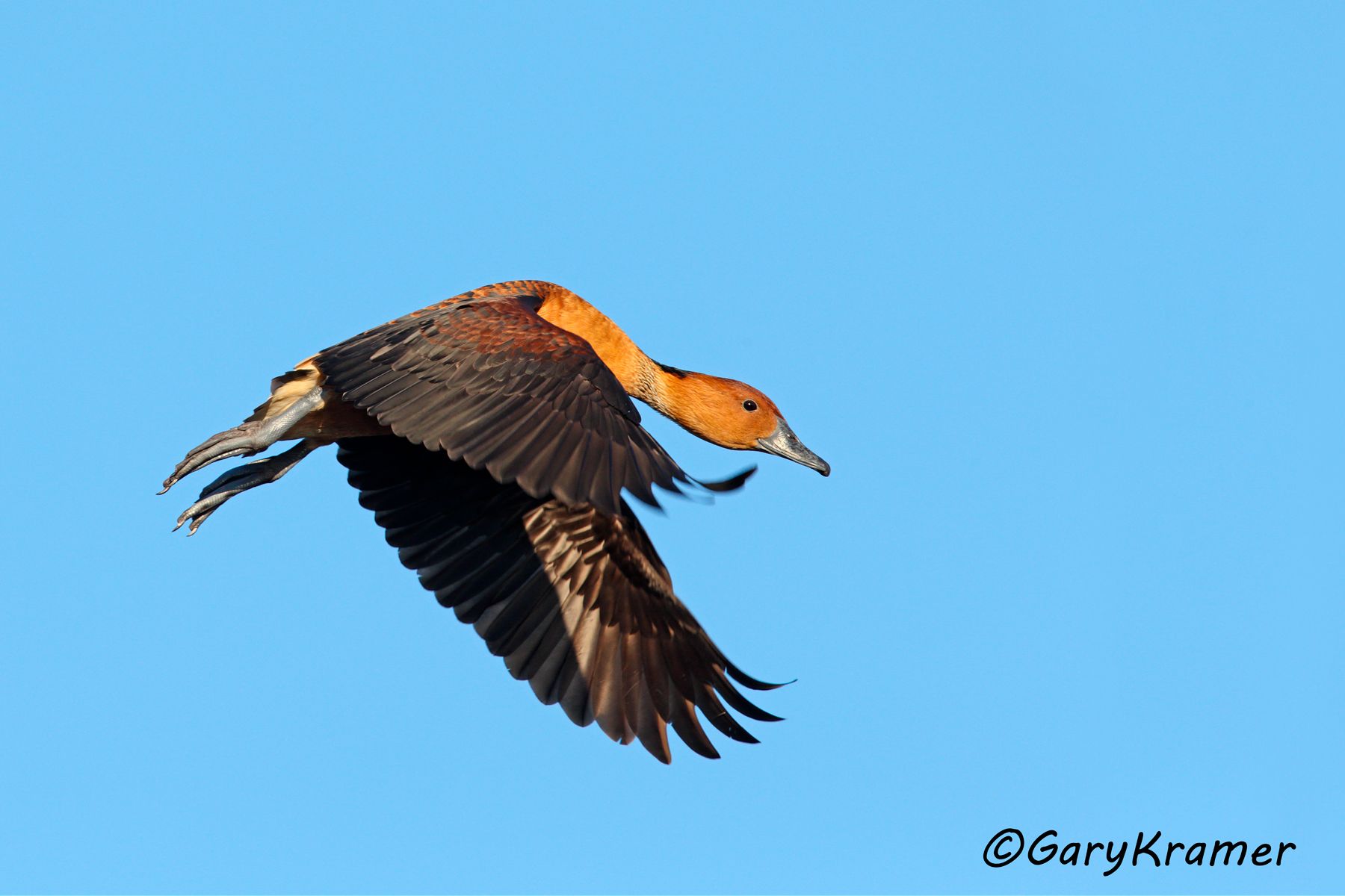 Fulvous Whistling Duck (Dendrocygna bicolor) - NBWF#182d