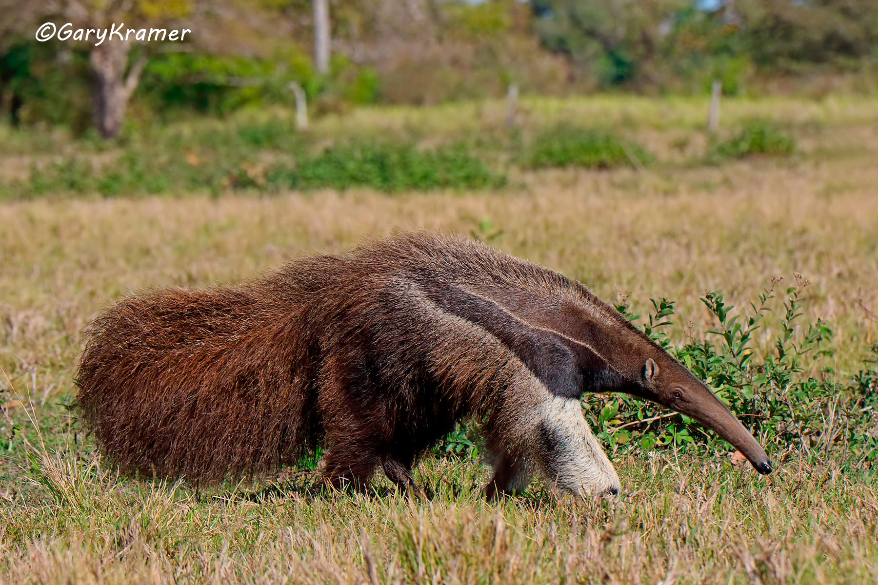 Giant Anteater (Myrmecp[jaga tridactyla) Giant Anteater (Myrmecp[jaga tridactyla) - SMAg#020d