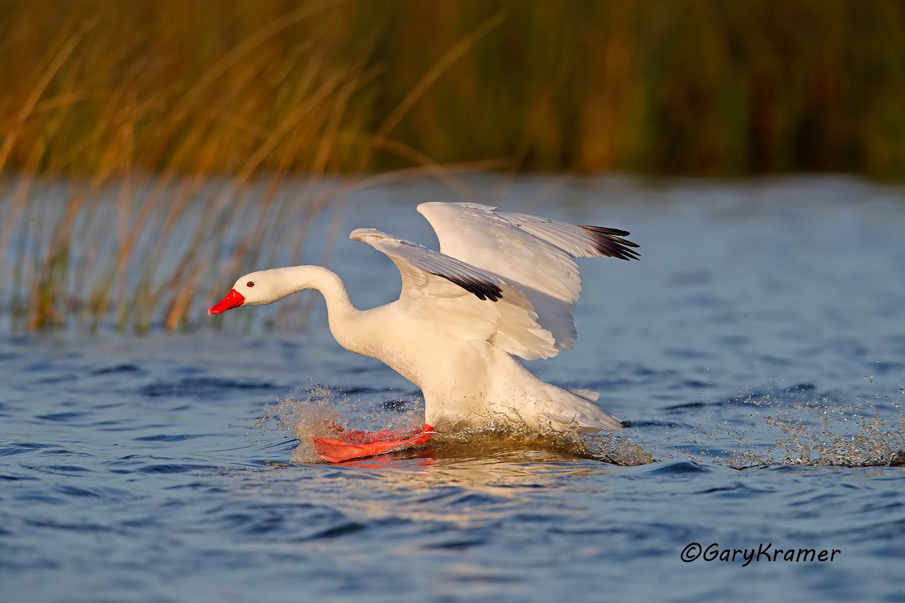 Coscoroba Swan (Coscoroba coscoroba) - SBWS#090d (Argentina)
