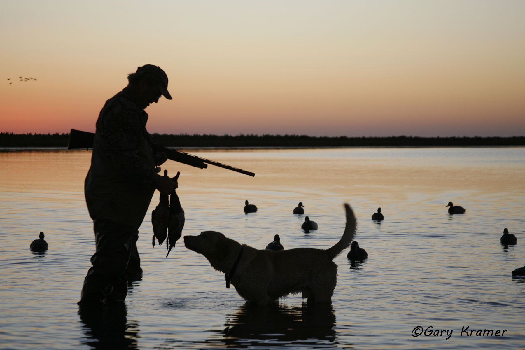 Hunter with ducks & Labrador at sunrise/sunset - NHDssd#008d