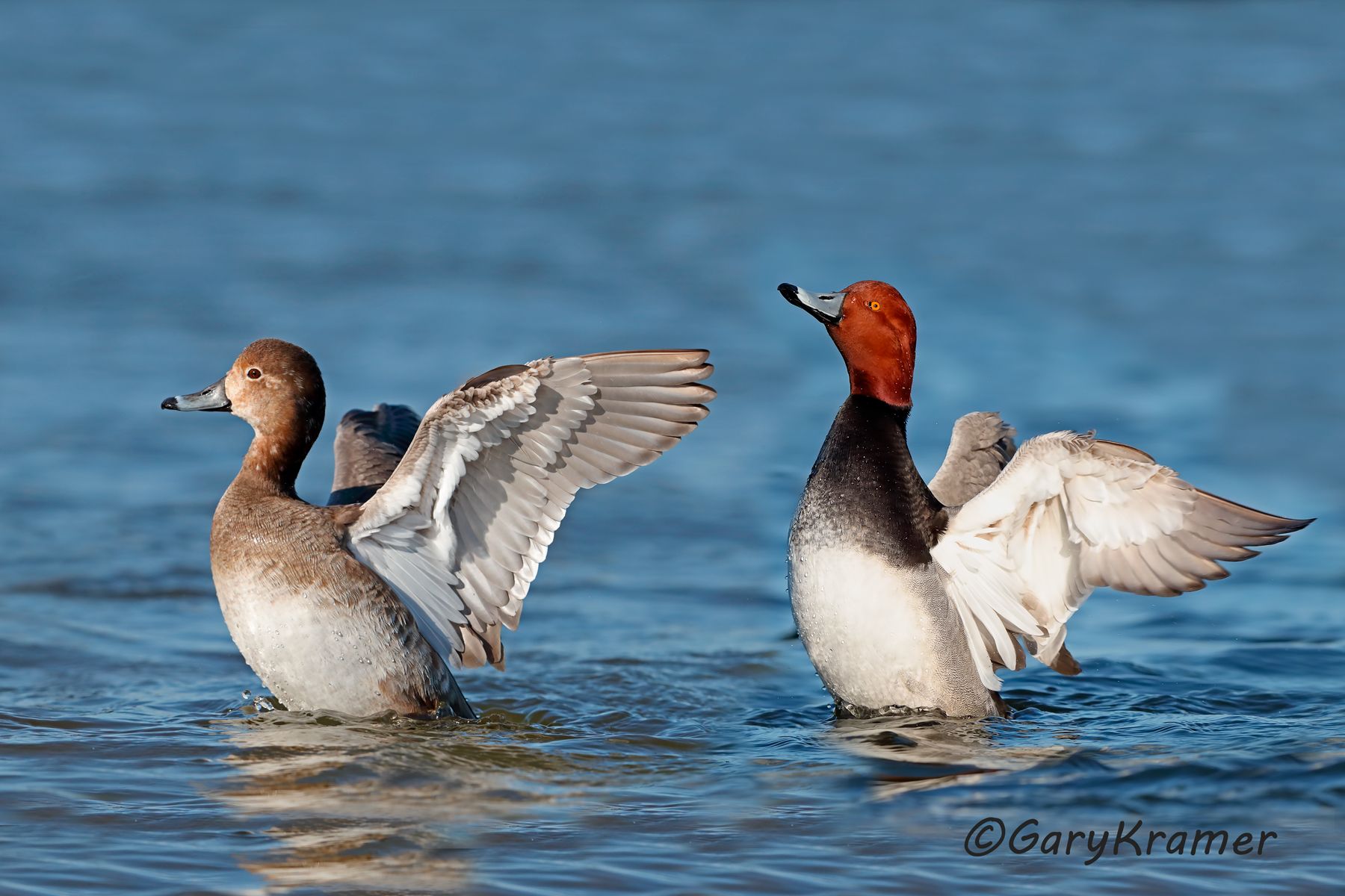 Redhead (Aythya americana) Redhead (Aythya americana) - NBWR#1546d(2)