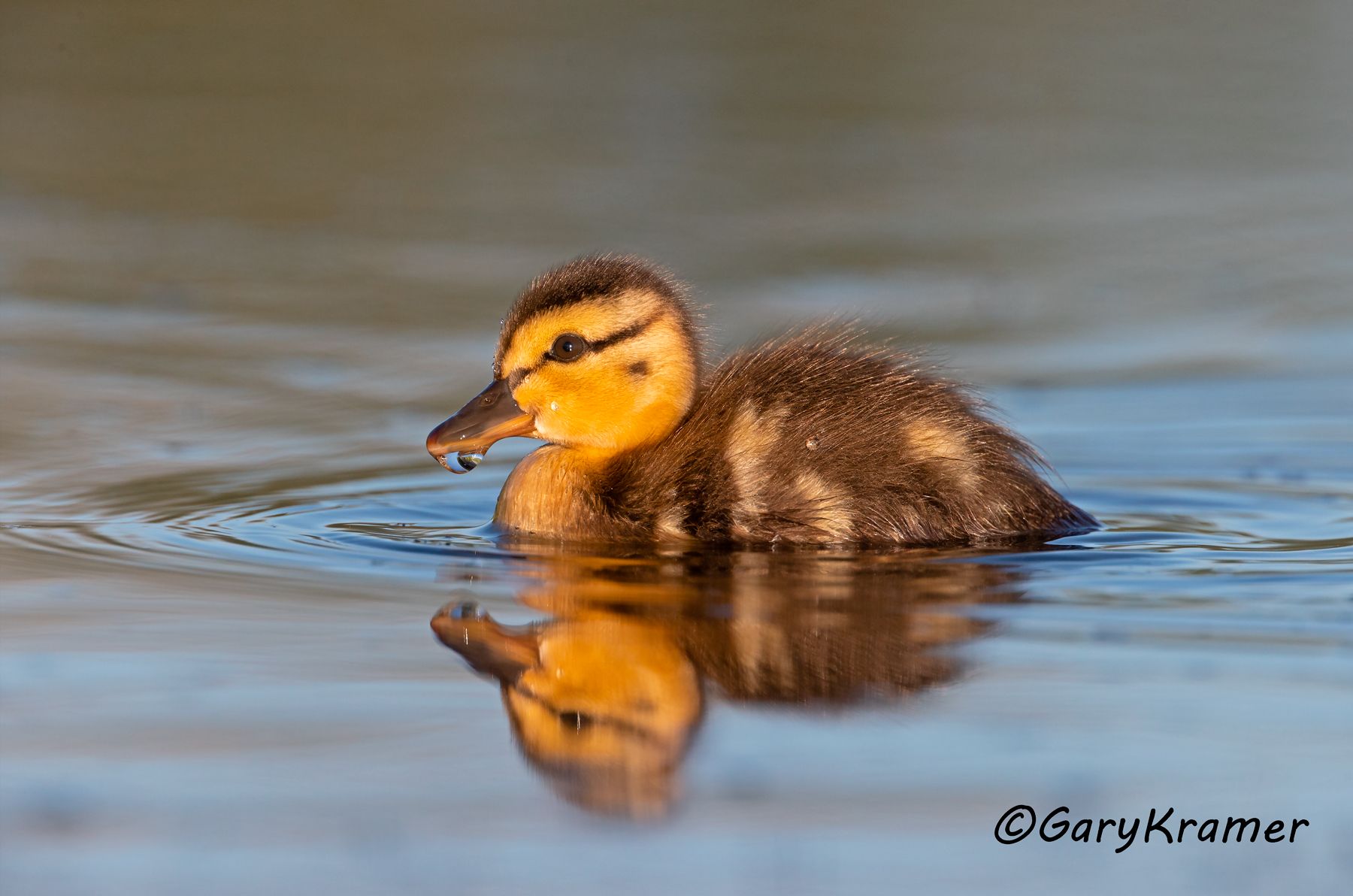 Mallard (Anas platyrhynchos) Mallard (Anas platyrhynchos) - NBWM#4757d