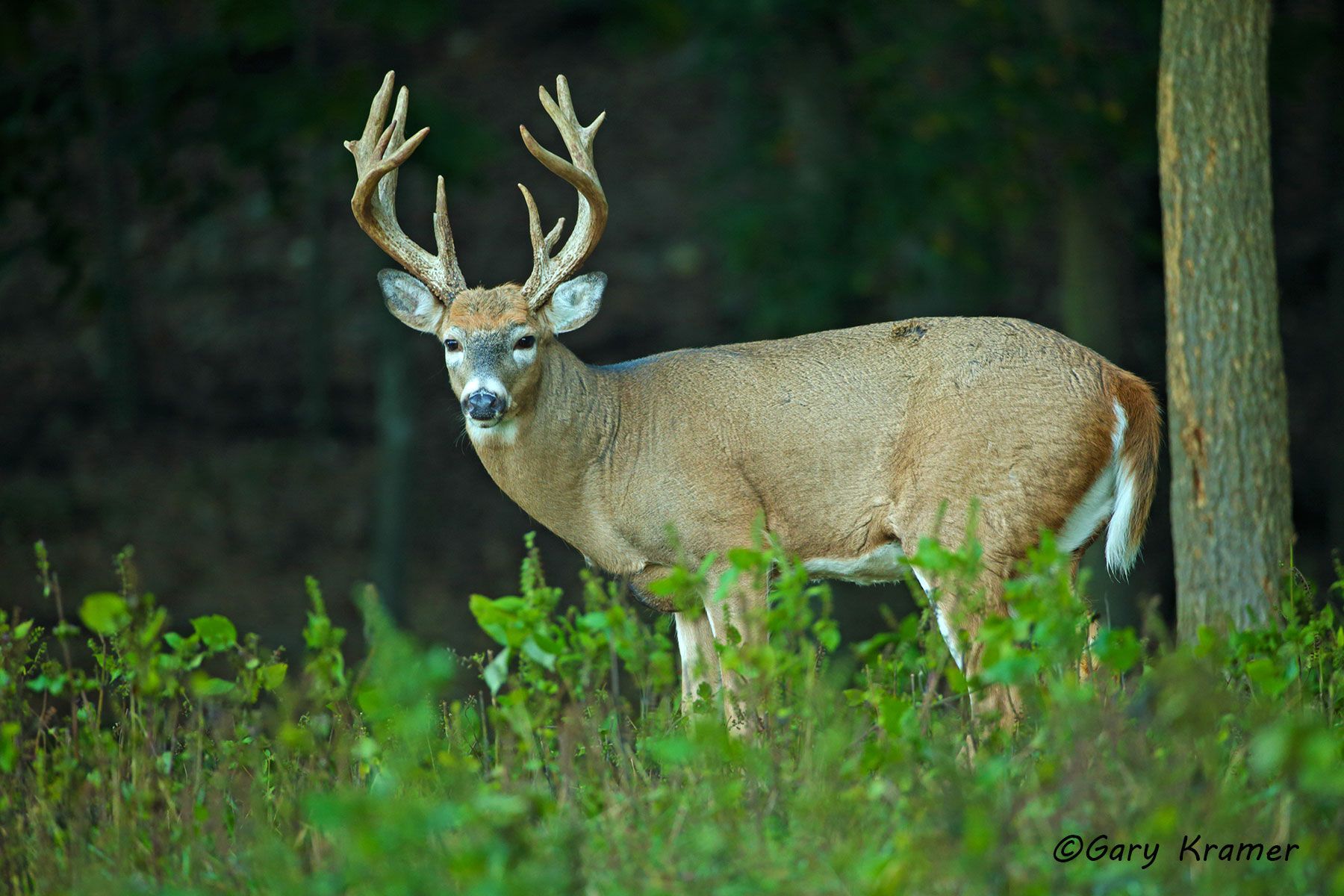 White-tailed Deer (Odocoileus virinianus) by GaryKramer.net, 530-934-3873, gkramer@cwo.com White-tailed Deer (Odocoileus virinianus) - NMDW#1012d