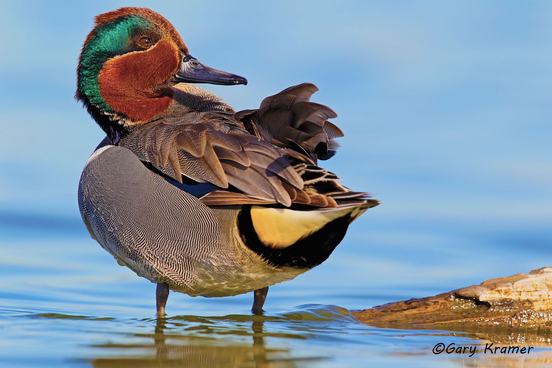 Green-winged Teal (Anas carolinensis) by GaryKramer.net, 530-934-3873, gkramer@cwo.com - Published: Delta Waterfowl Summer 2016 Green-winged Teal (Anas carolinensis) - NBWTg#1308d