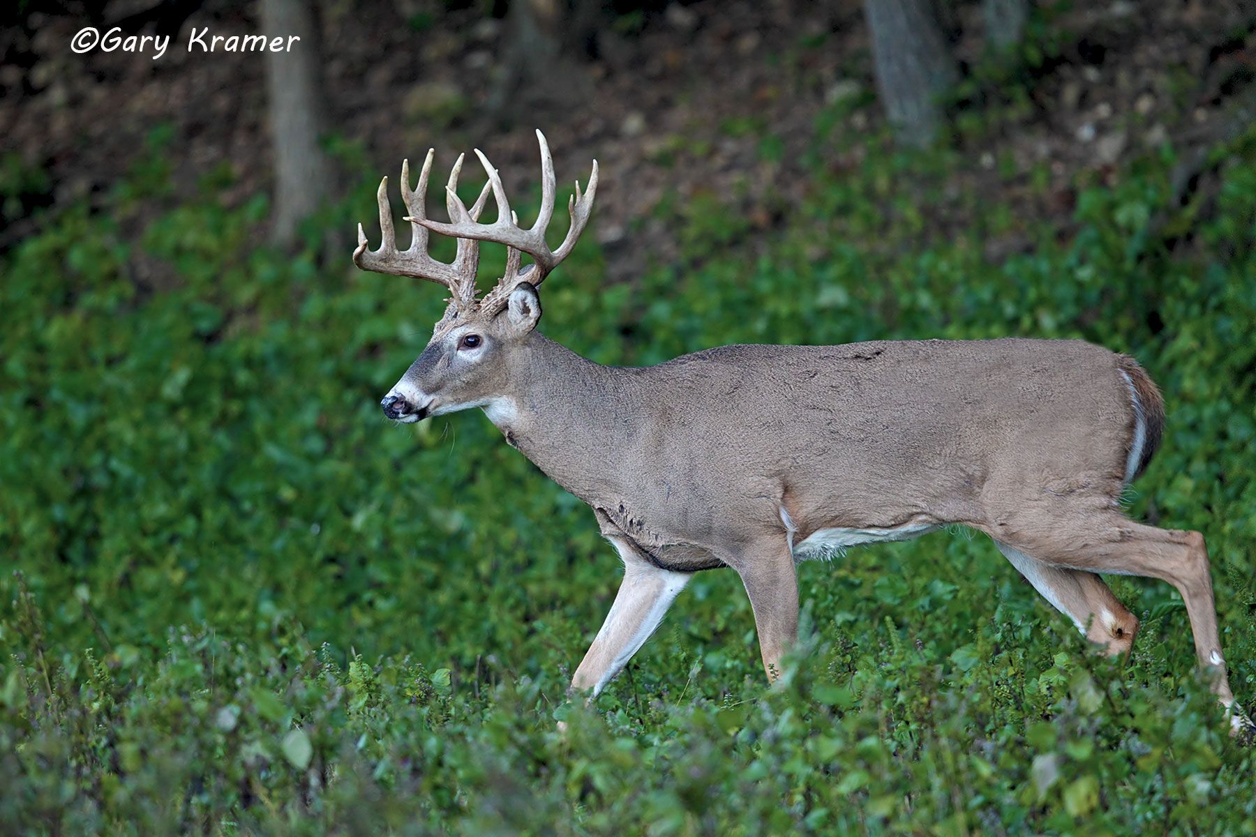 White-tailed Deer (Odocoileus virginianus) by GaryKramer.net, 530-934-3873, gkramer@cwo.com White-tailed Deer (Odocoileus virinianus) - NMDW#934d