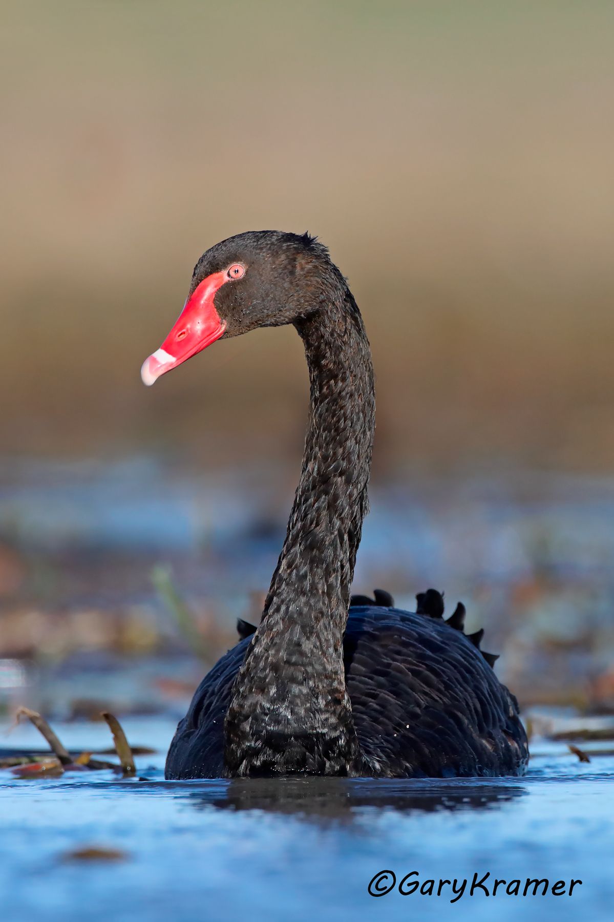Black Swan (Cygnus atratus)  Black Swan (Cygnus atratus) - OBWSbc#223d(2)