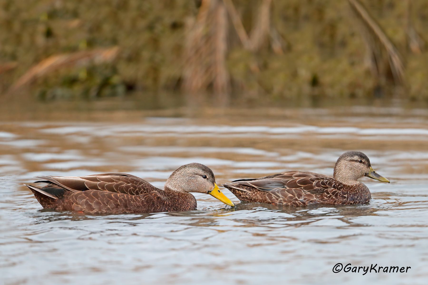 American Black Duck (Anas rubripes) American Black Duck (Anas rubripes) - NBWBd#891d