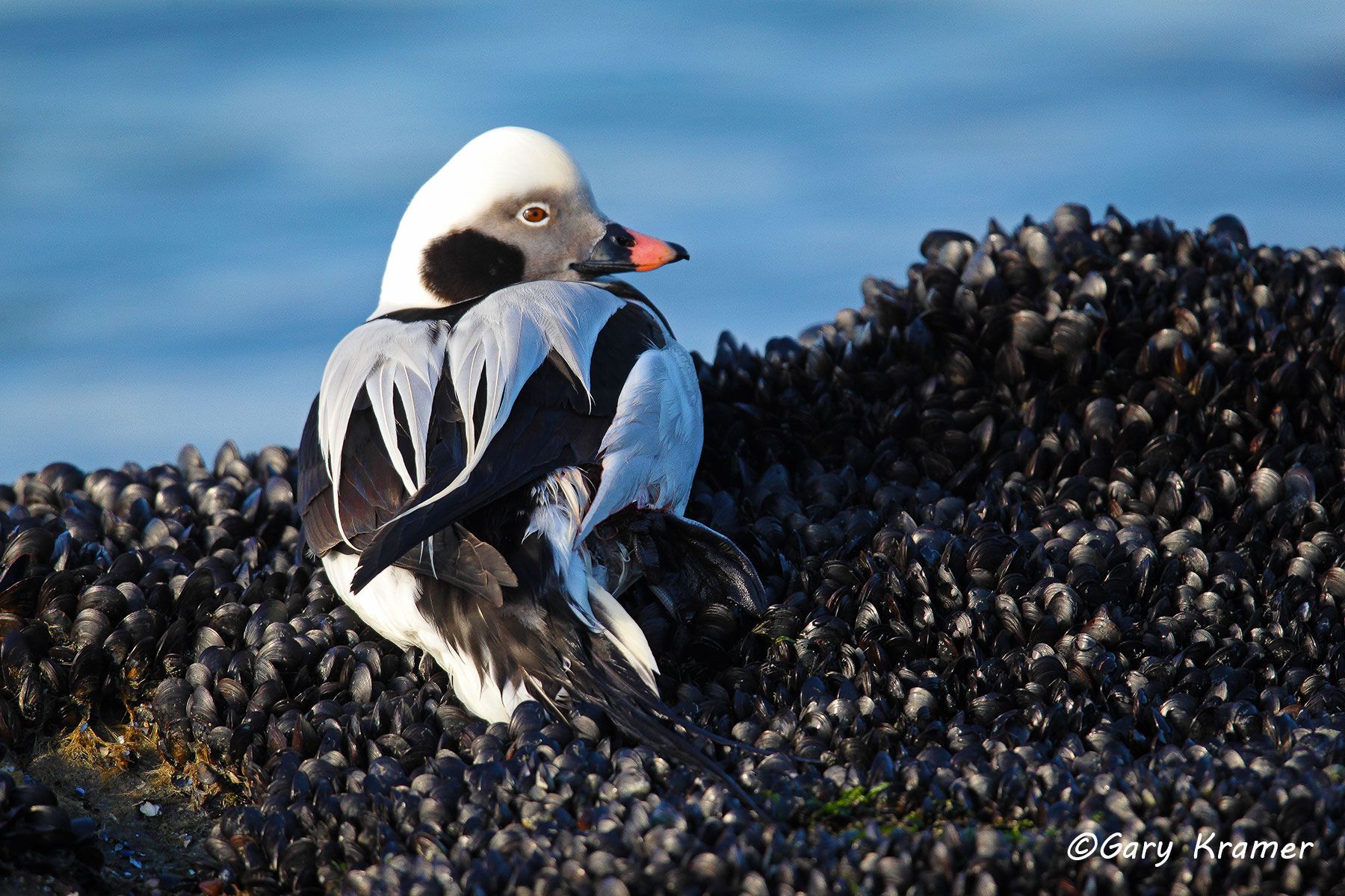 Long-tailed Duck (winter) (Clangula hyemalis)  Long-tailed Duck (winter) (Clangula hyemalis) - NBWO#283d