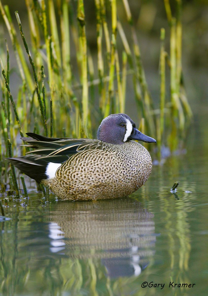 Blue-winged Teal (Spatula discors) by GaryKramer.net, 530-934-3873, gkramer@cwo.com - Published:  DU Sep/Oct 2014 Blue-winged Teal (Spatula discors) - NBWTb#362d