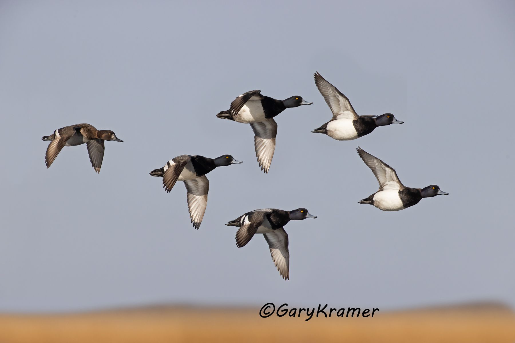 Lesser Scaup (Aythya affinis) - NBWSl#1553d(2)