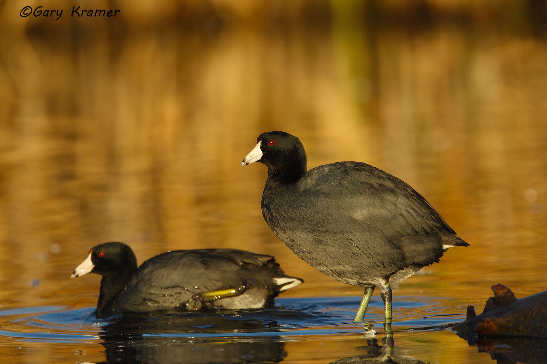 American Coot (Fulica americana) American Coot (Fulica americana) - NBCa#057d