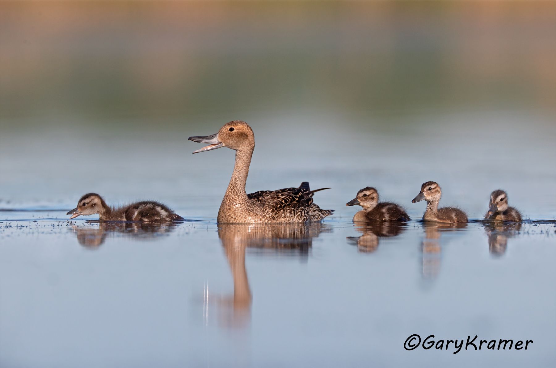 Northern Pintail (Anas acuta) - NBWP#9440d(2)