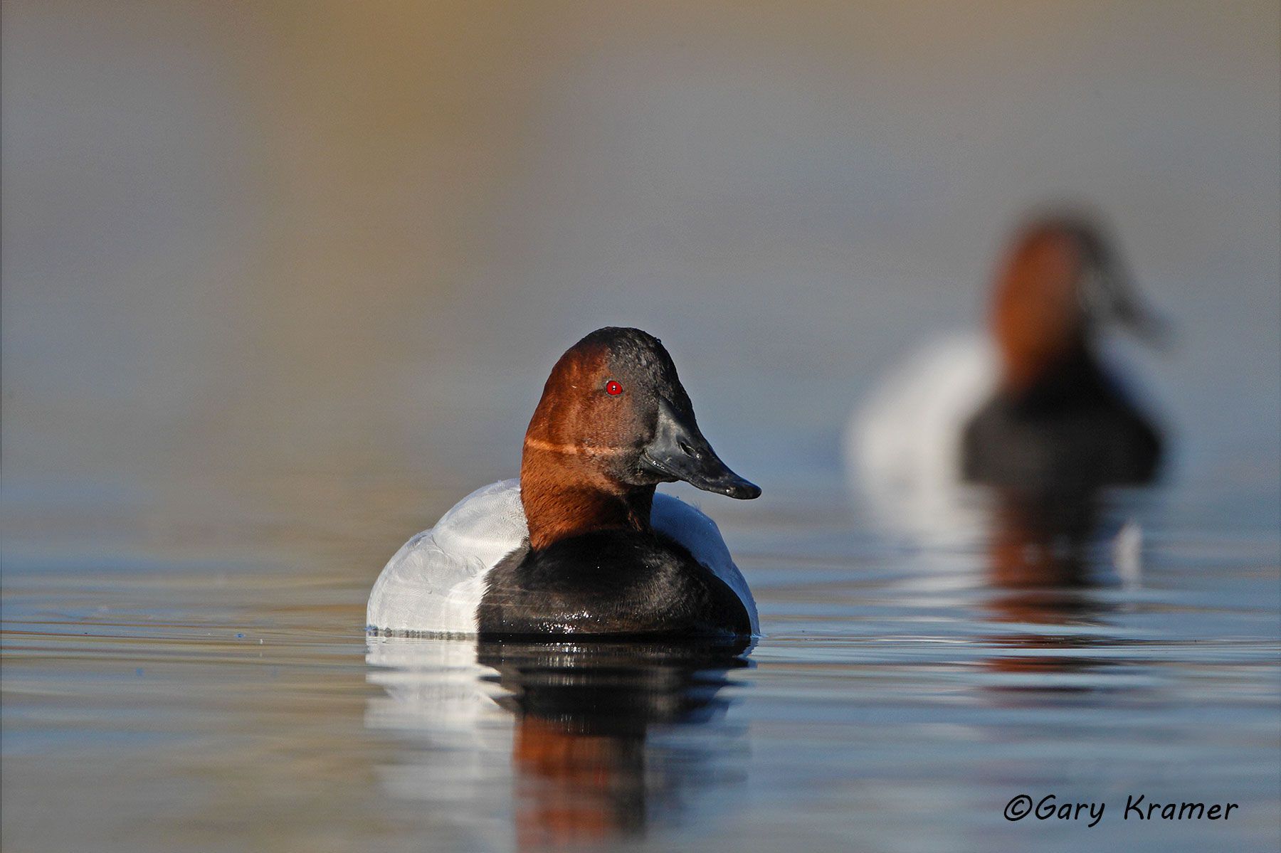 Canvasback Redhead Gary Kramer Photographer / Writer