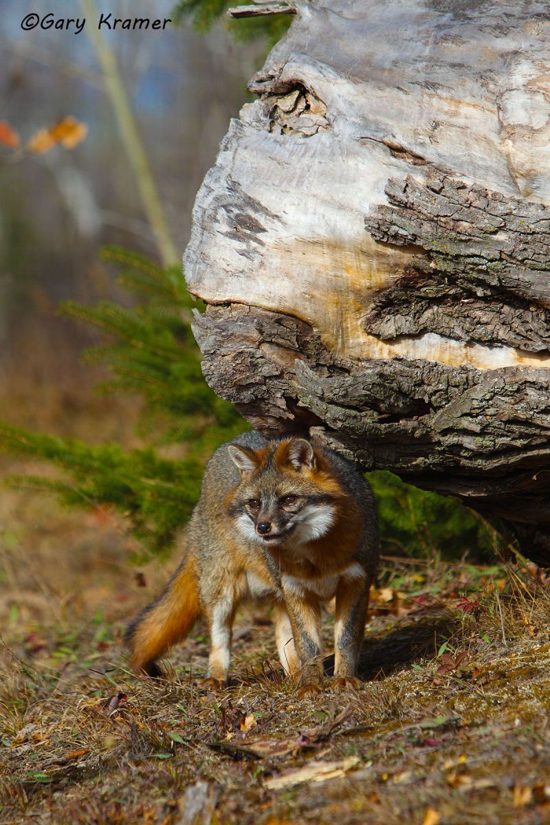 Gray Fox (Uricyon cinereoargenteus) - NMFg#352d