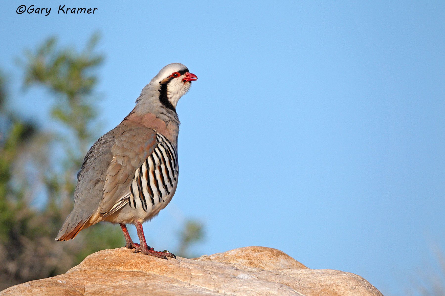 OPEN PORTFOLIO Partridge