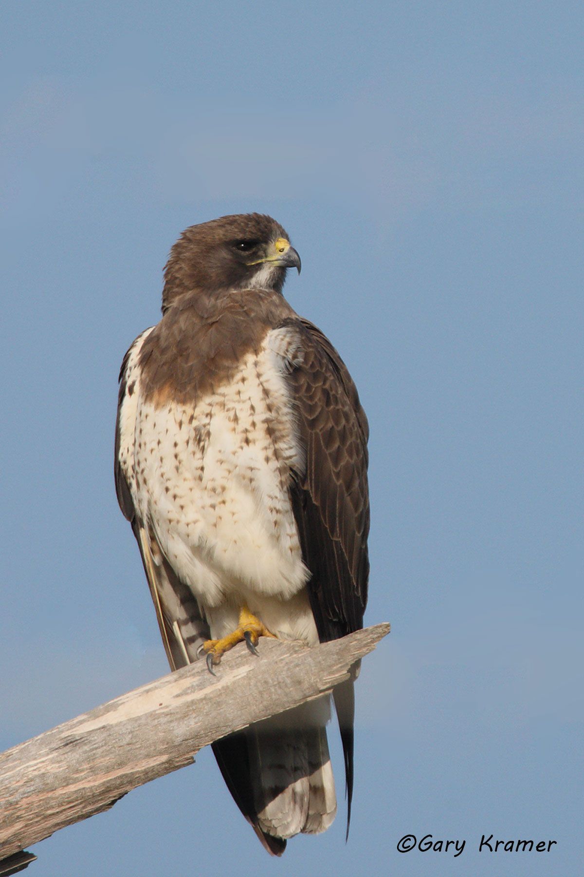Swainson's Hawk (Buteo swainsoni) - NBHS#041d(2)