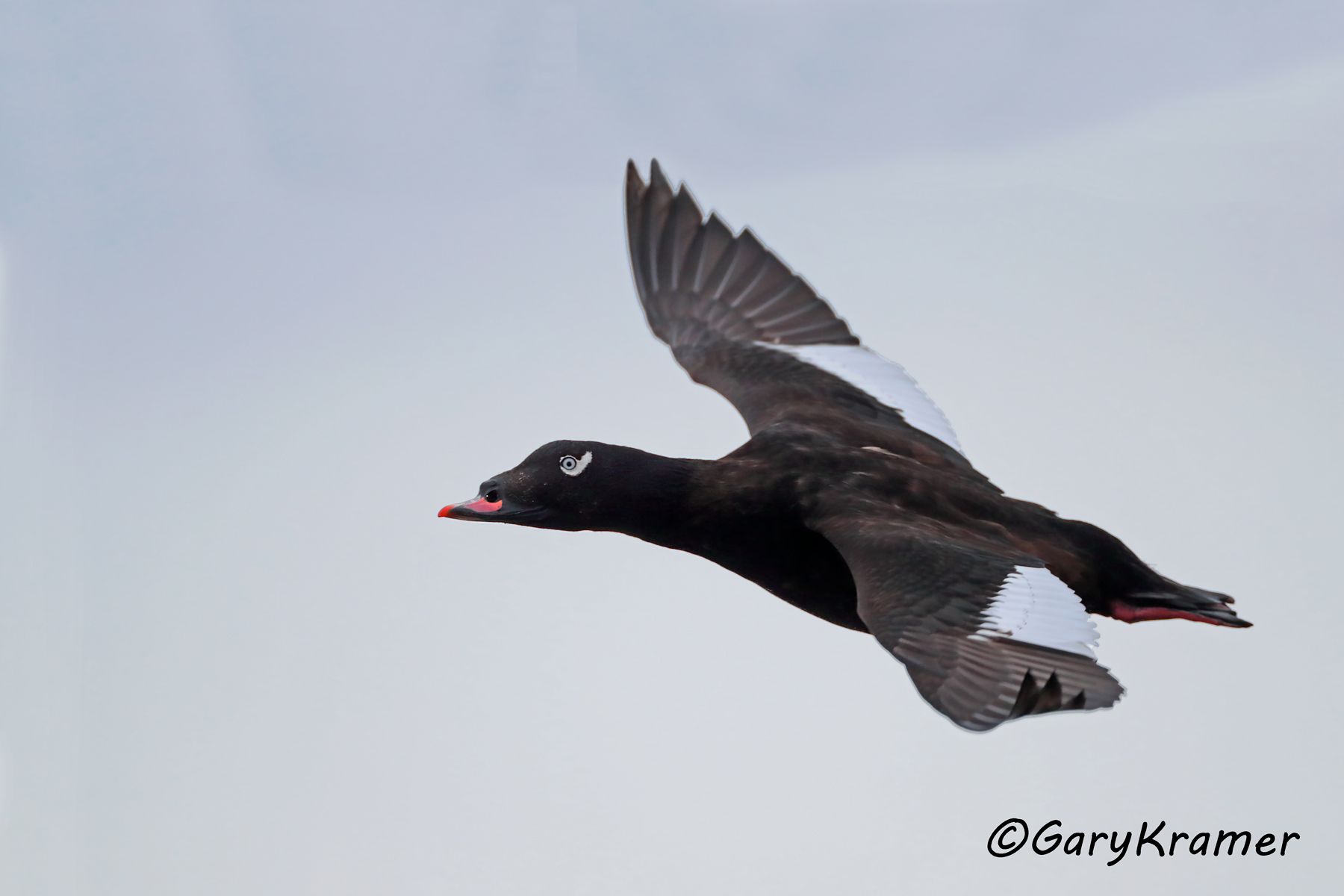 White-winged Surf Scoter (Melanitta fusca) - NBWSw#232d