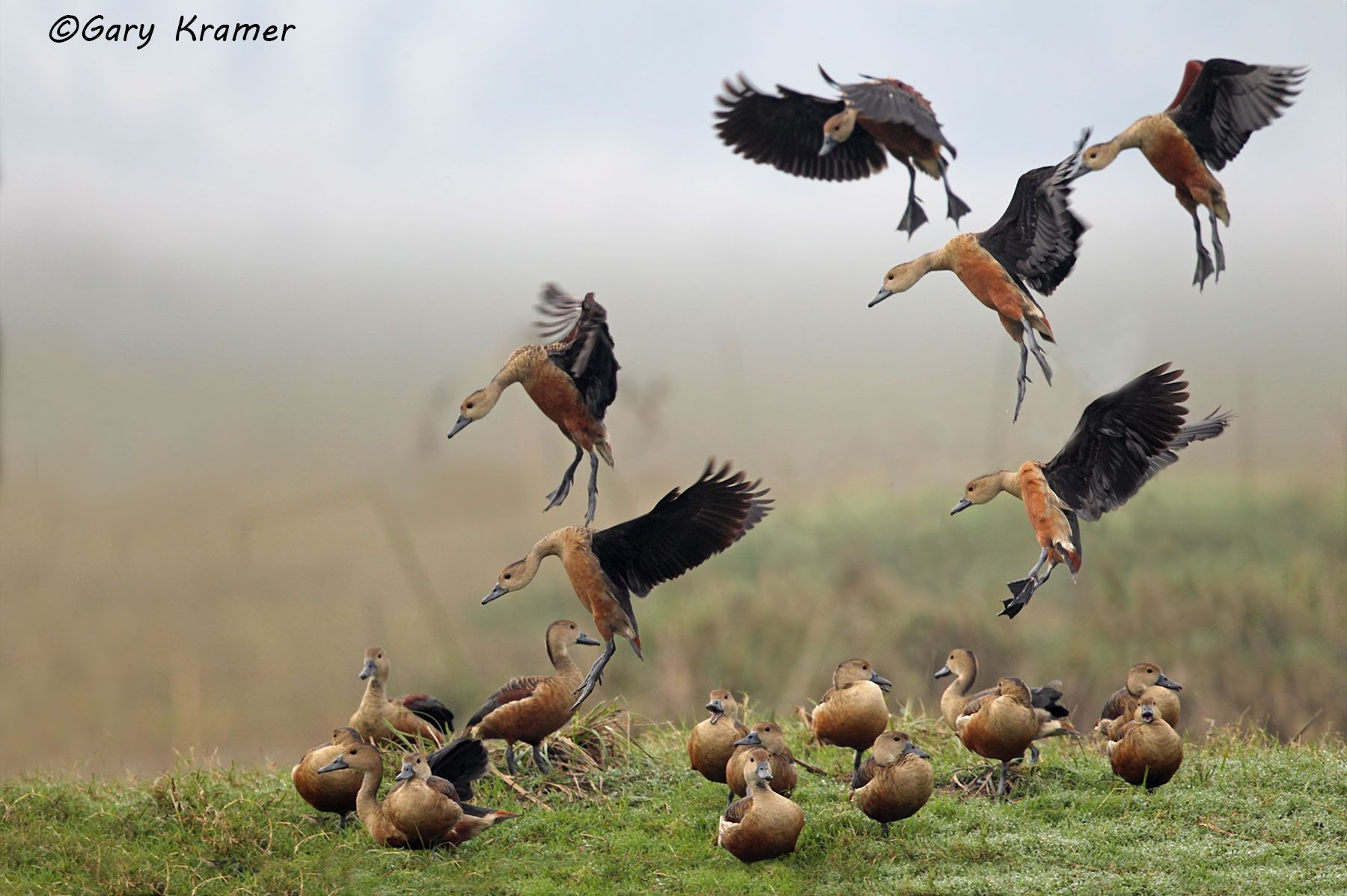 Lesser Whistling Duck (Dendrocygna avanica) India - EBWWl#047d