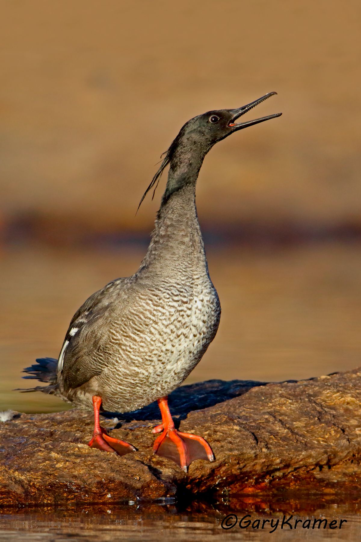 Brazilian Merganser (Mergus octosetaceus) - SBWMb#077d(2) (Brazil)