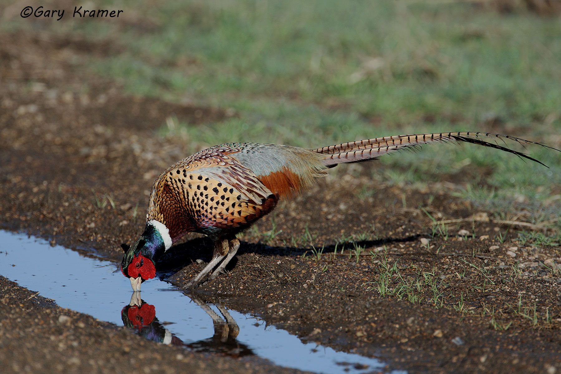 Ring-necked Pheasant (Phasianus colchicus) by GaryKramer.net, 530-934-3873, gkramer@cwo.com Ring-necked Pheasant (Phasianus colchicus) - NBGP#995d