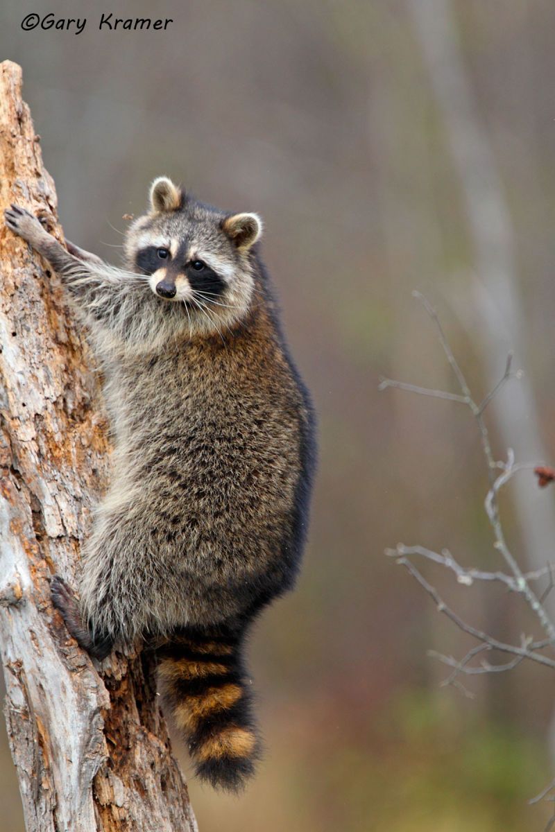 Raccoon (Procyon lotor) by GaryKramer.net, 530-934-3873, gkramer@cwo.com Raccoon (Procyon lotor) - NMMR#415d