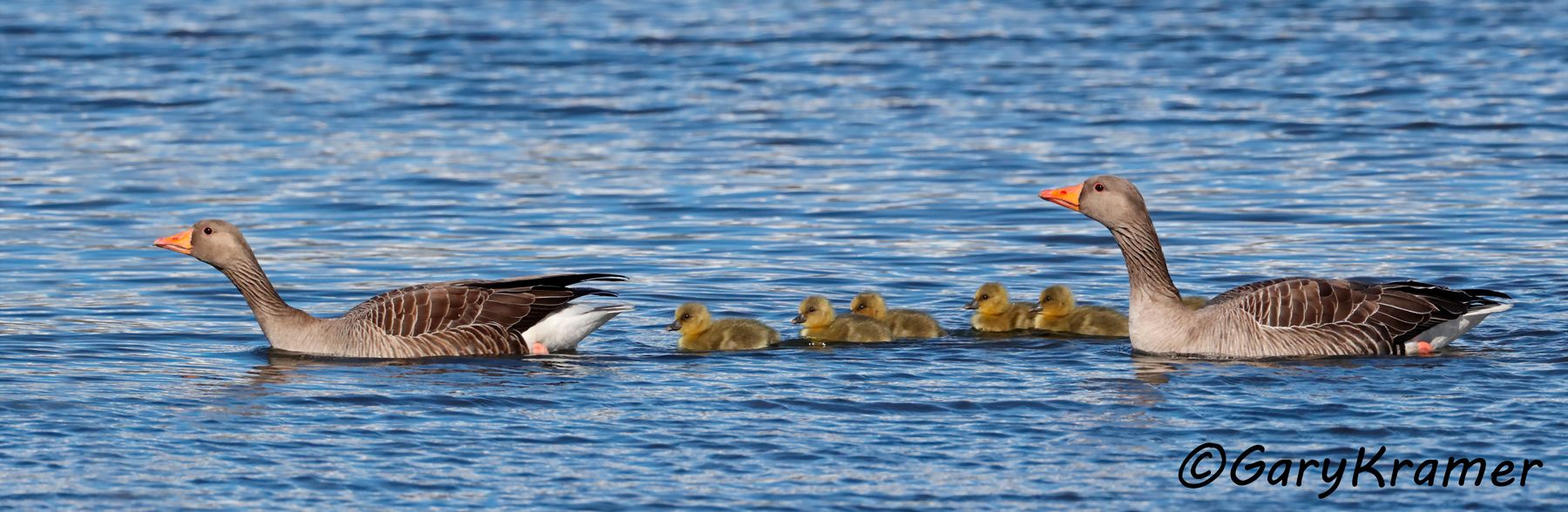 Greylag Goose (Anser anser)  Greylag Goose (Anser anser) - EBWG#601d(P)