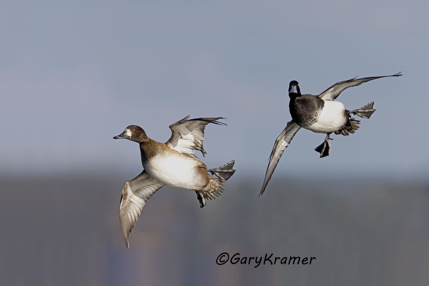Lesser Scaup (Aythya affinis) - NBWSl#1638d(2)