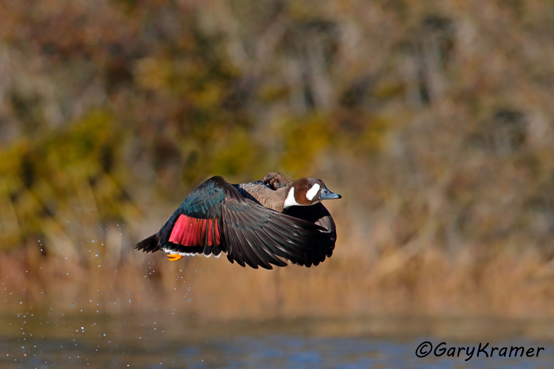 Bronze-winged Duck (Speculanas specularis) - SBWBw#057d (Chile)