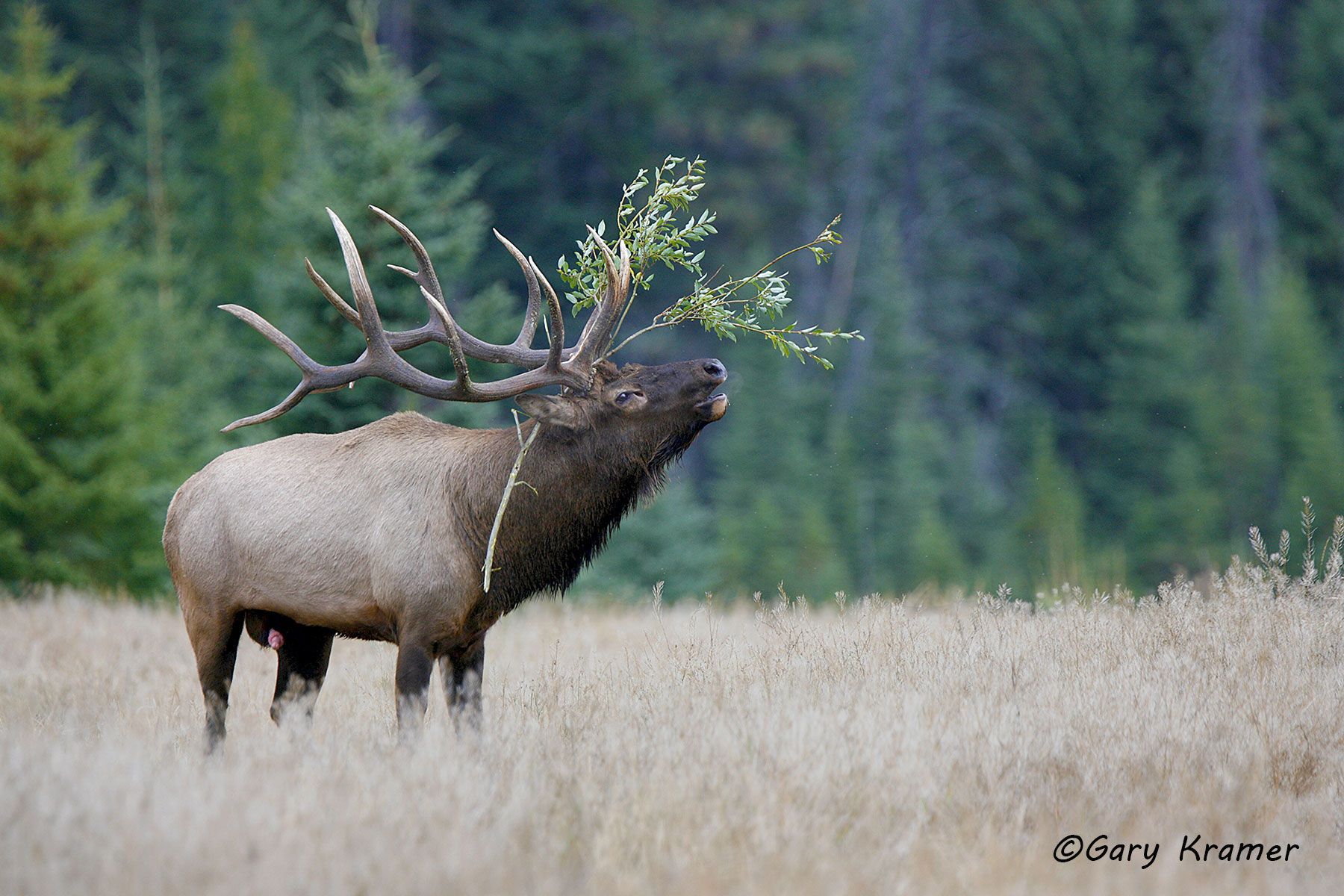 Rocky Mountain Elk (Cervus elaphus nelsoni) - NMERm#896d