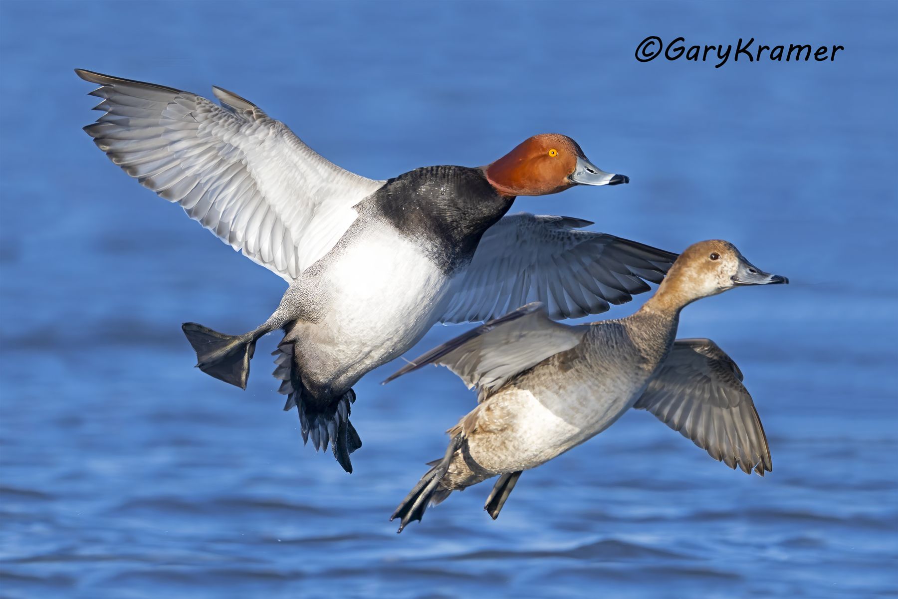 Redhead (Aythya americana) - NBWR#2550d