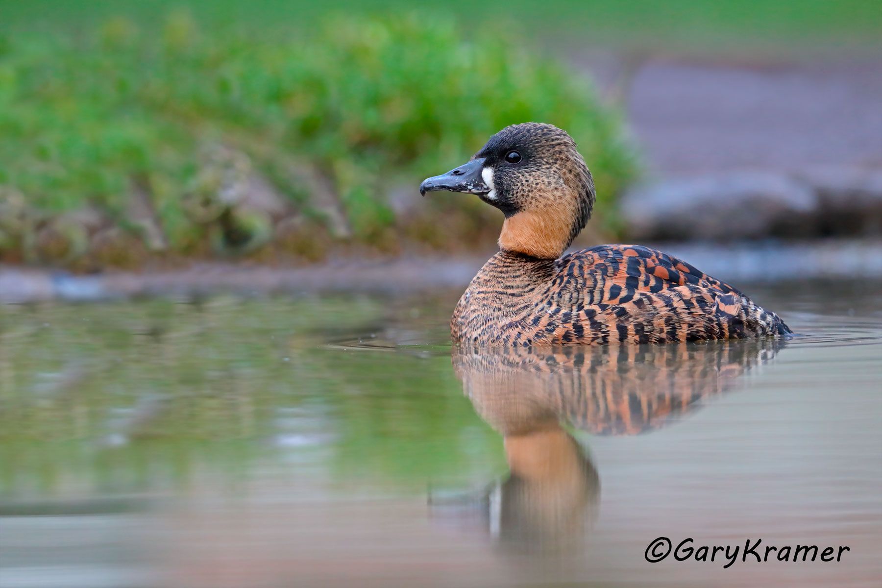 White-backed Duck (Thalossornis leuconotus)  White-backed Duck (Thalossornis leuconotus) - ABWW#064d (Kenya)