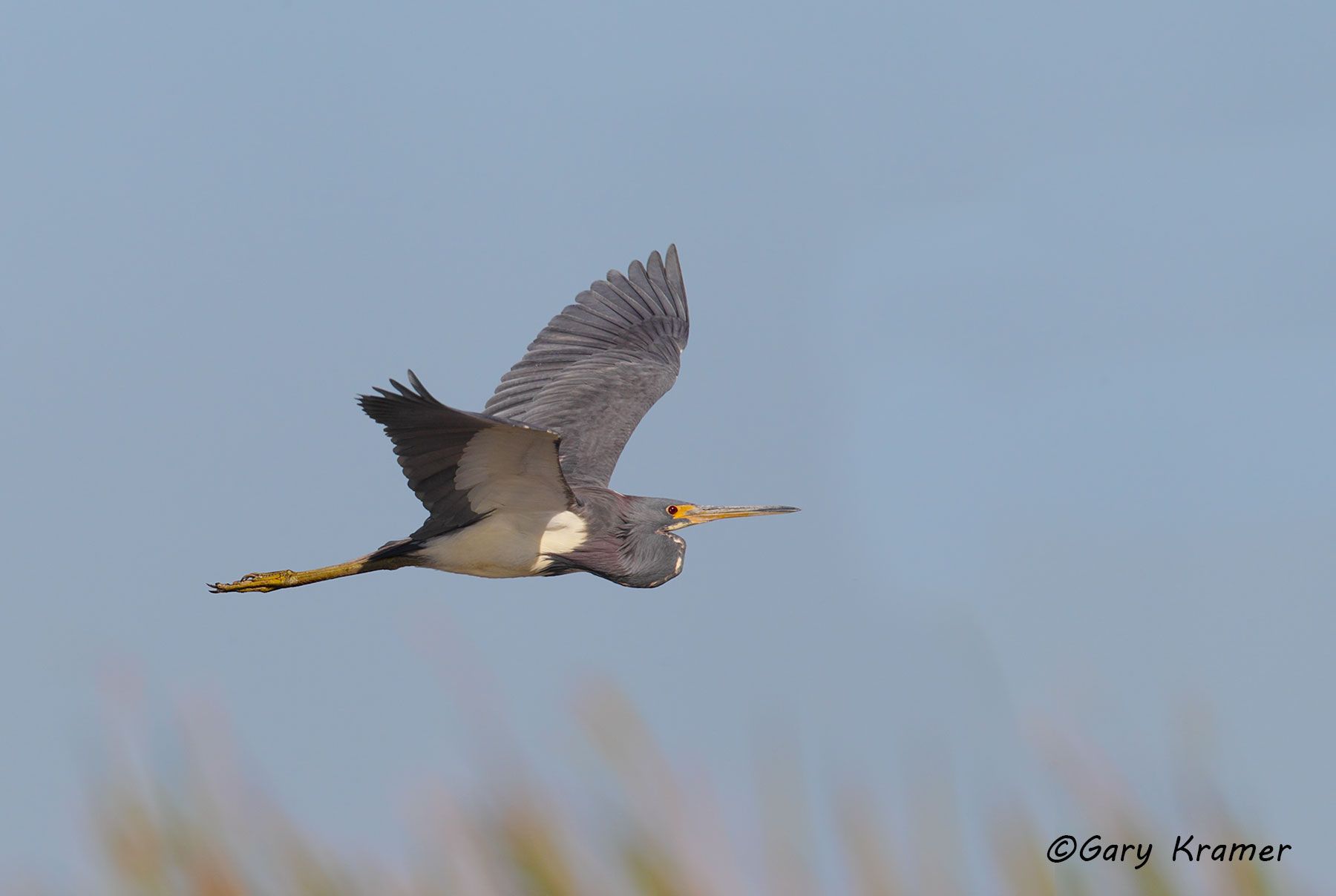 Tri-colored Heron (Egretta tricolor) Tri-colored Heron (Egretta tricolor) - NBHT#084d