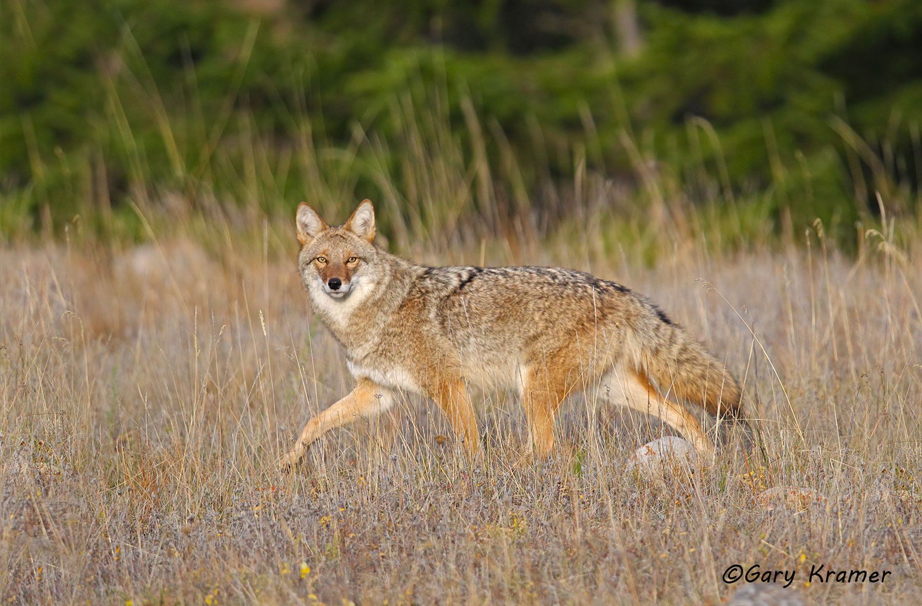 Coyote (Canis latrans) - NMC#1091d