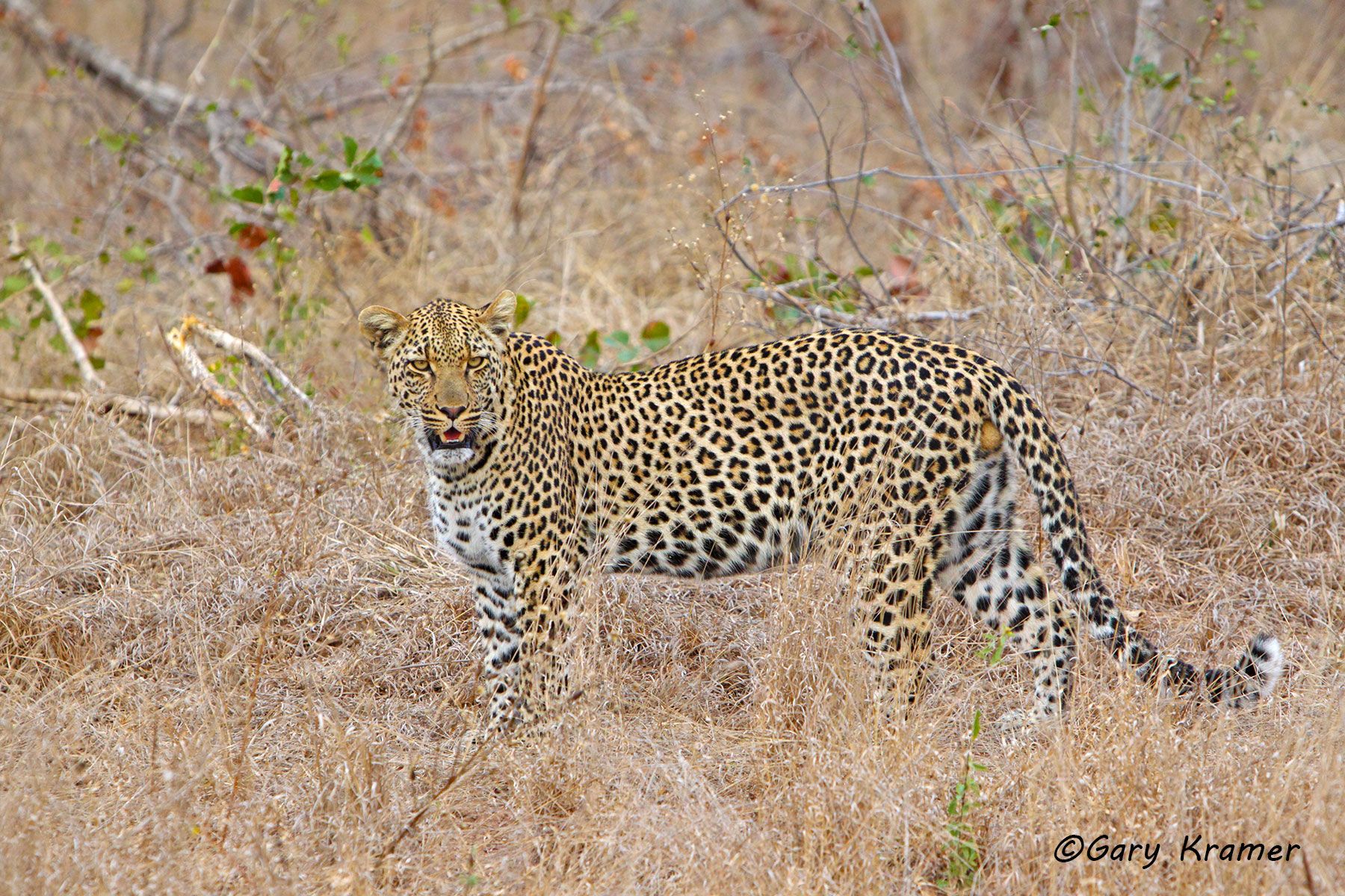 Leopard (Panthera pardus) Leopard (Panthera pardus) - AMPL#721d