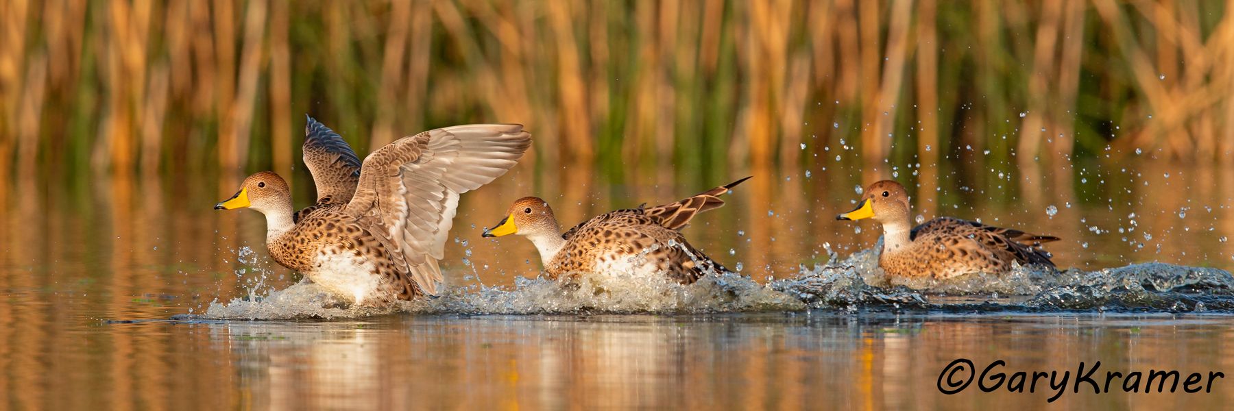 Yellow-billed Pintail (Anas georgica) - SBWPi#190d(P)(Argentina)