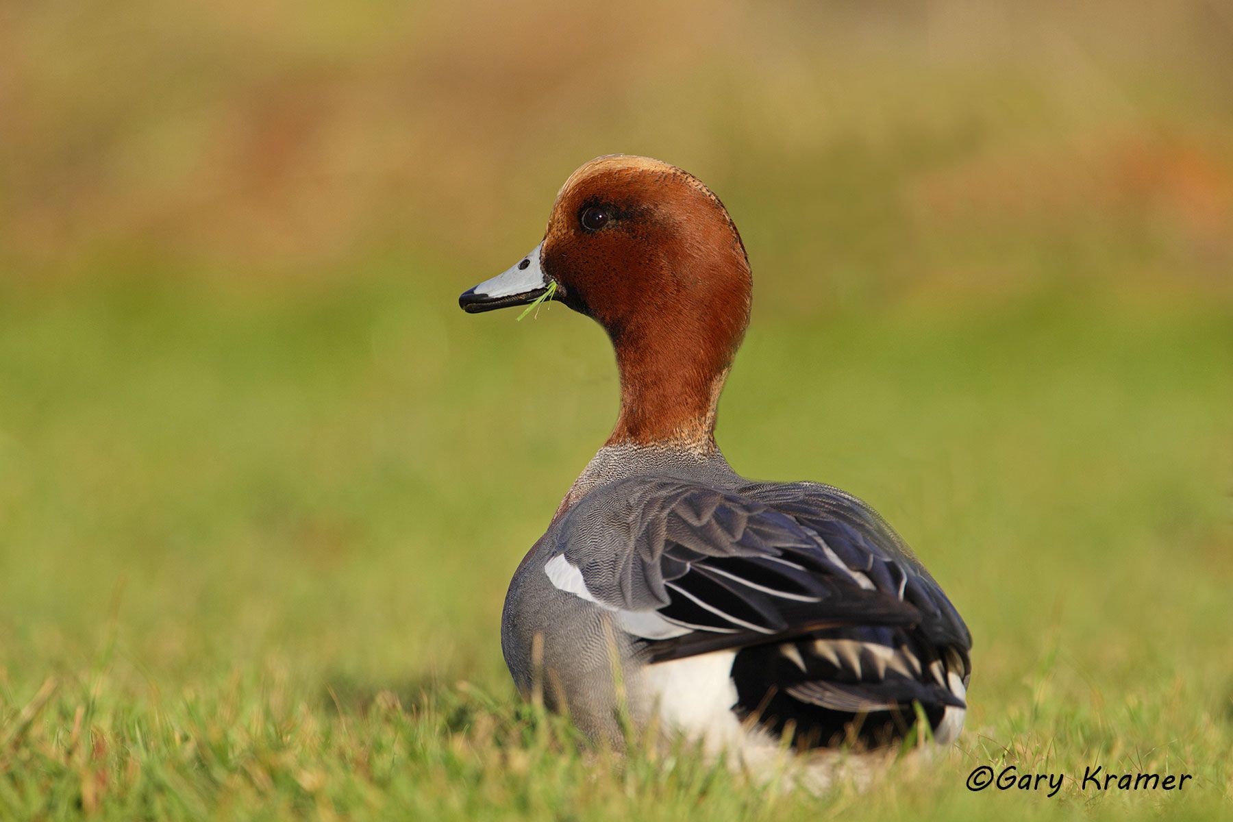 Eurasian Wigeon (Anas penelope) England - EBWW#036d