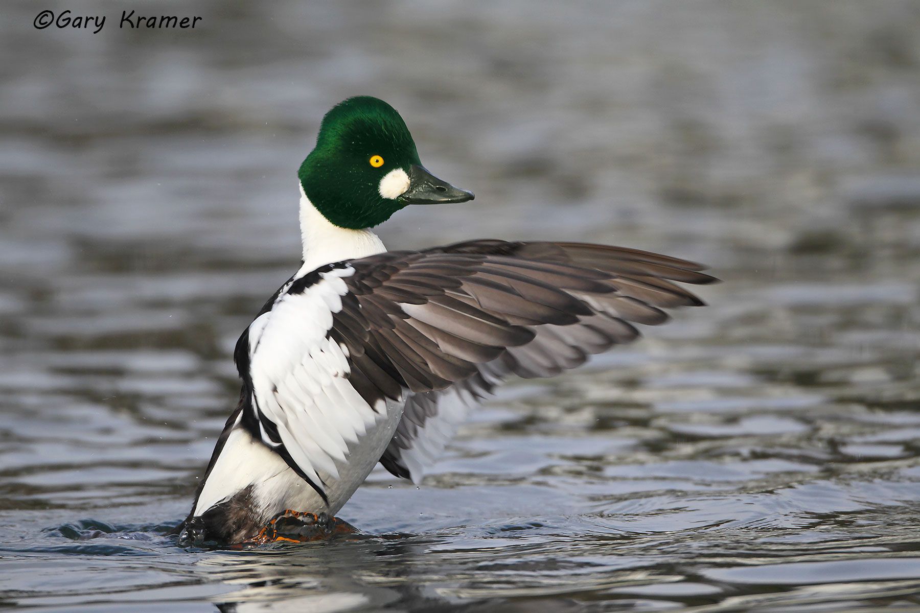 Common Goldeneye (Bucephala clangula) Common Goldeneye (Bucephala clangula) - NBWGc#320d