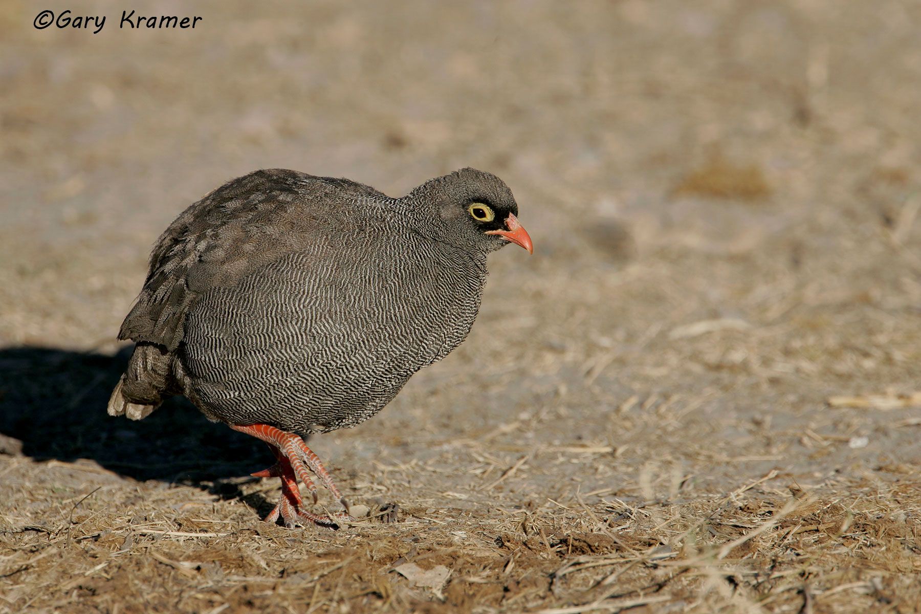 Red-billed Francolin (Francolinus adspersus) by GaryKramer.net, 530-934-3873, gkramer@cwo.com Red-billed Francolin (Francolinus adspersus) - ABFb#048d