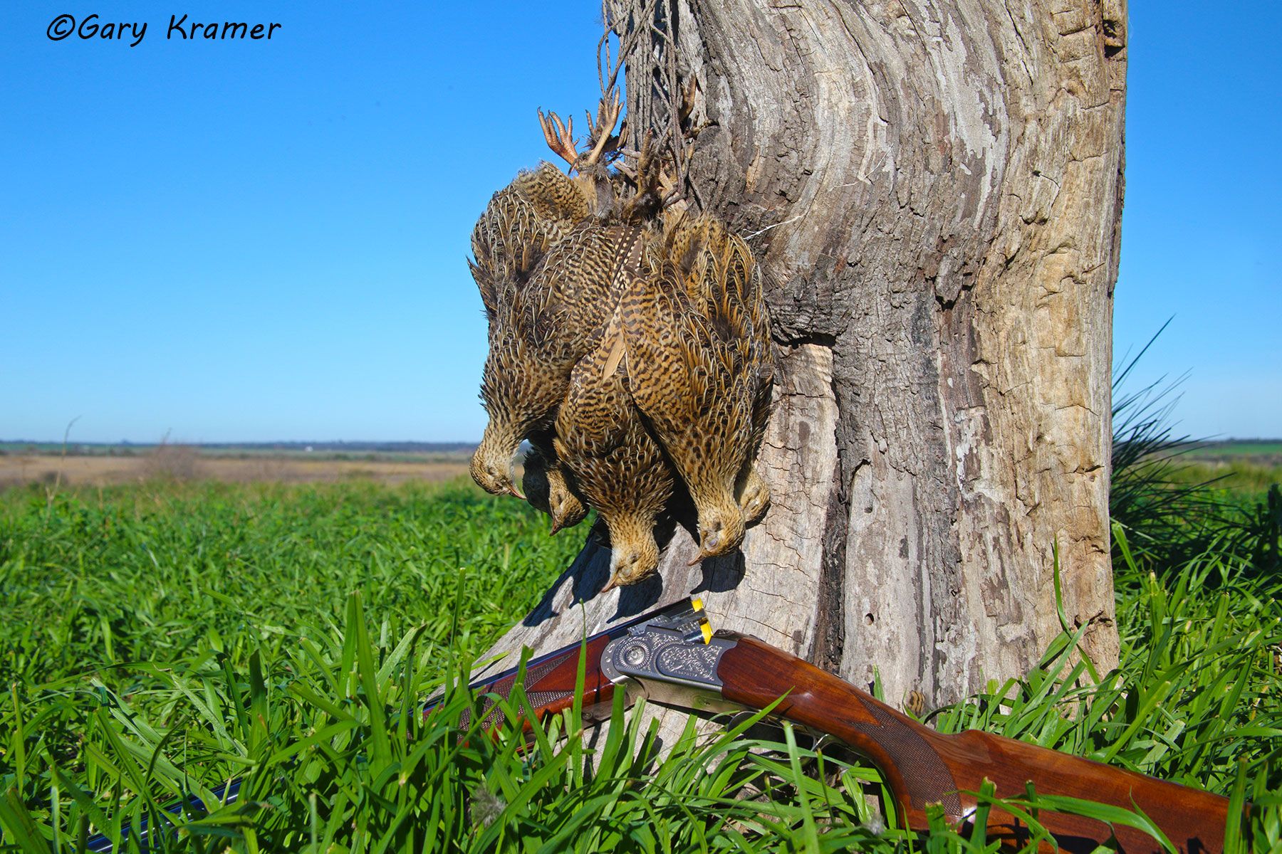 Perdiz in the bag, Argentina/Uruguay Perdiz in the bag, Uruguay - SHPk#103d