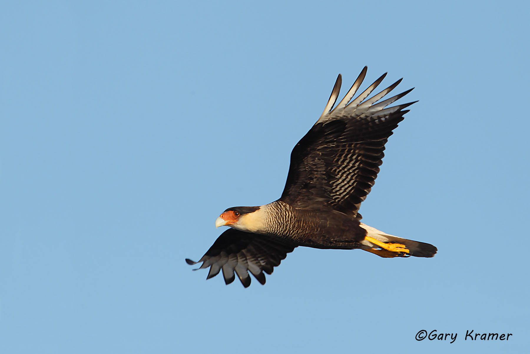Crested Caracara(Polyborus planeus) - NBRC#008d