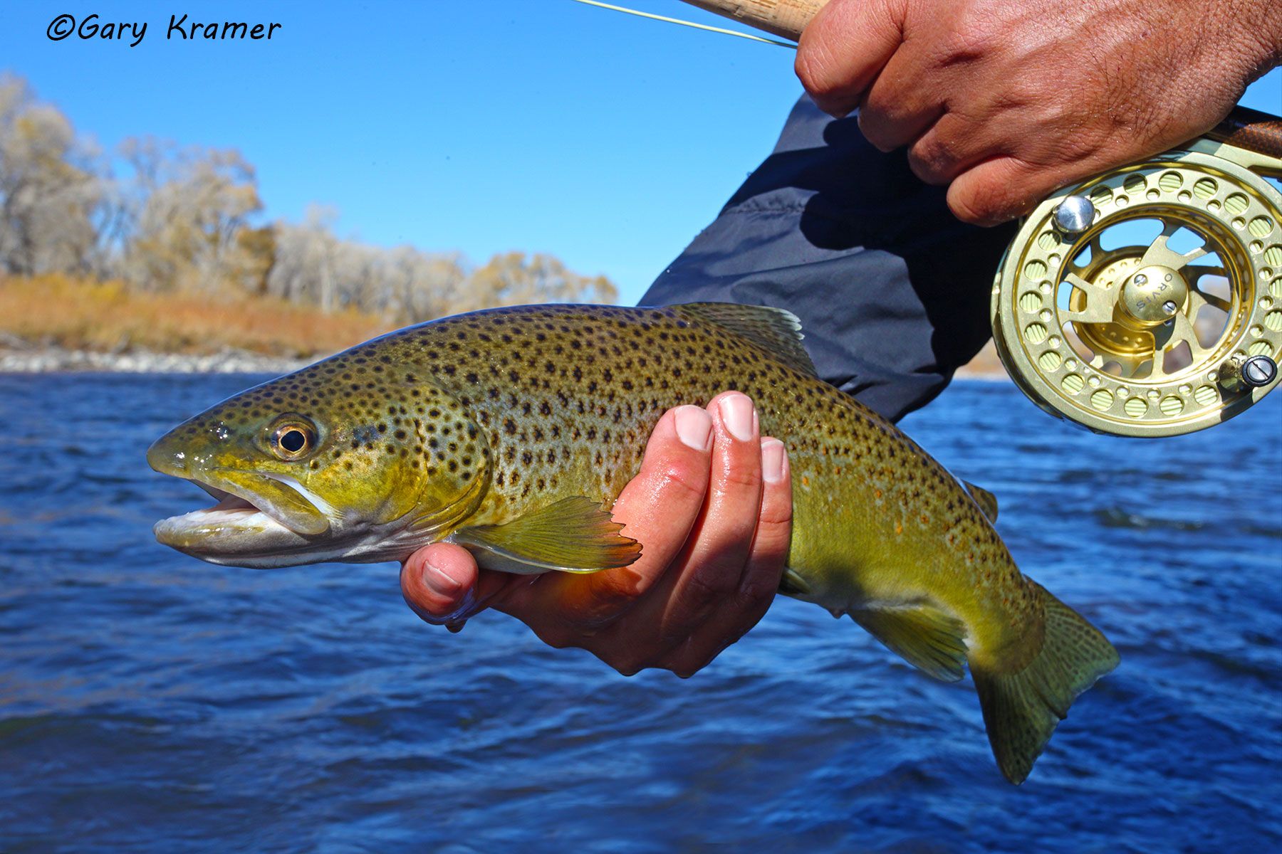 Brown Trout w/flyfishing tackle - NFTBt#078d