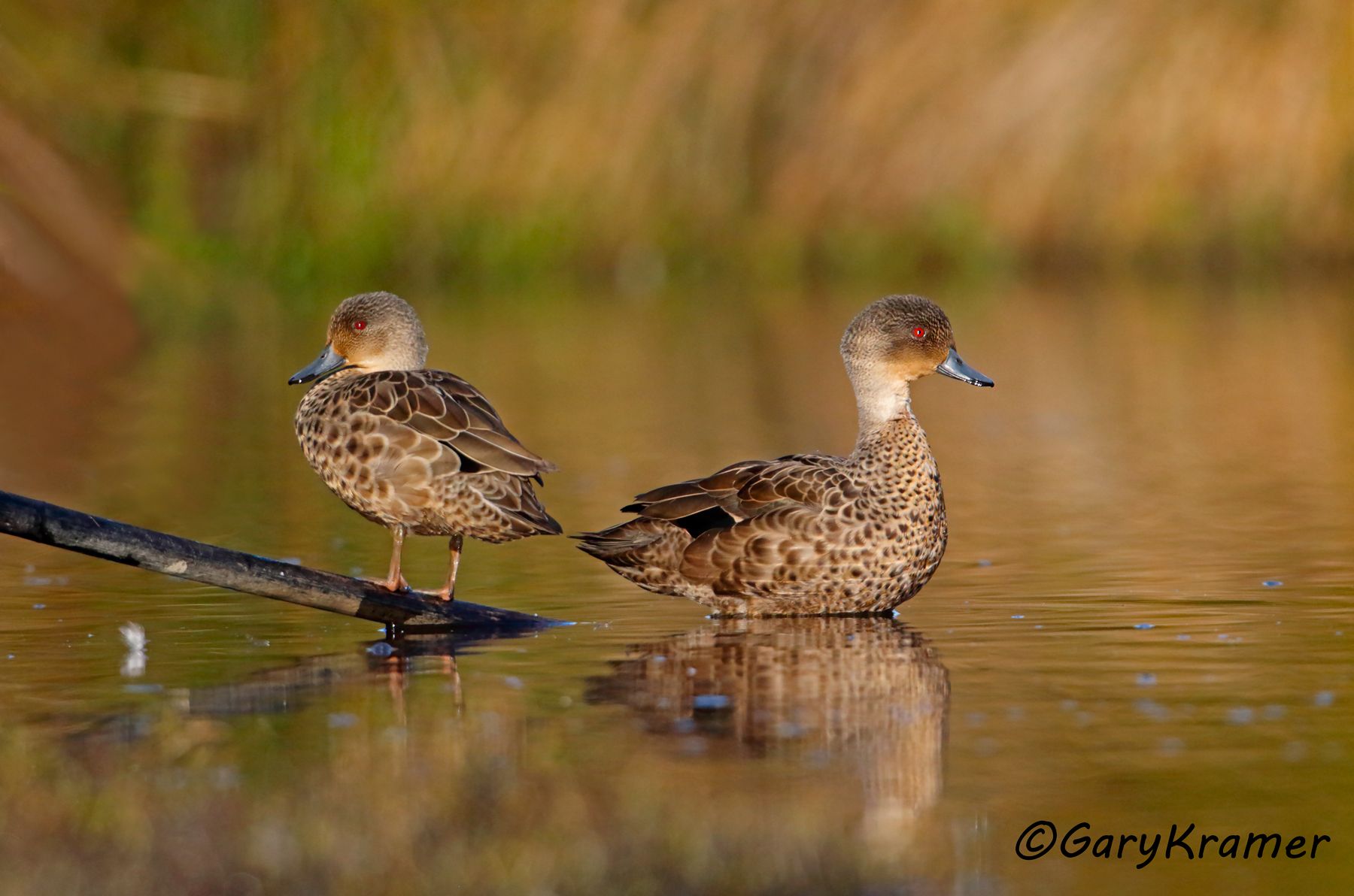 Grey Teal (Anas gibberifrons) Grey Teal (Anas gibberifrons) - OBWGt#058d