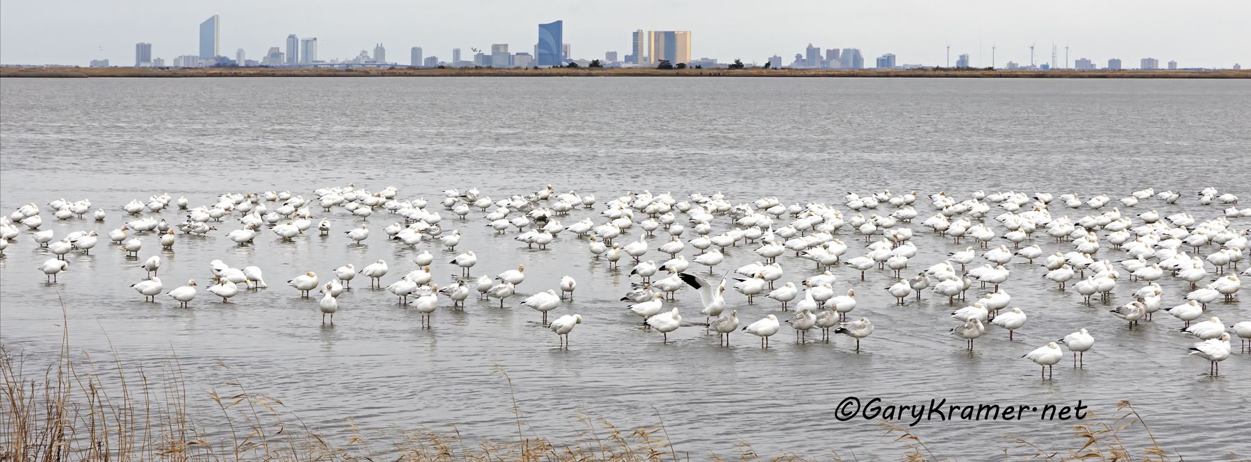 Greater Snow Goose/Atlantic City (Anser caerulscens atlantica) - NBWSaa#007d(P)