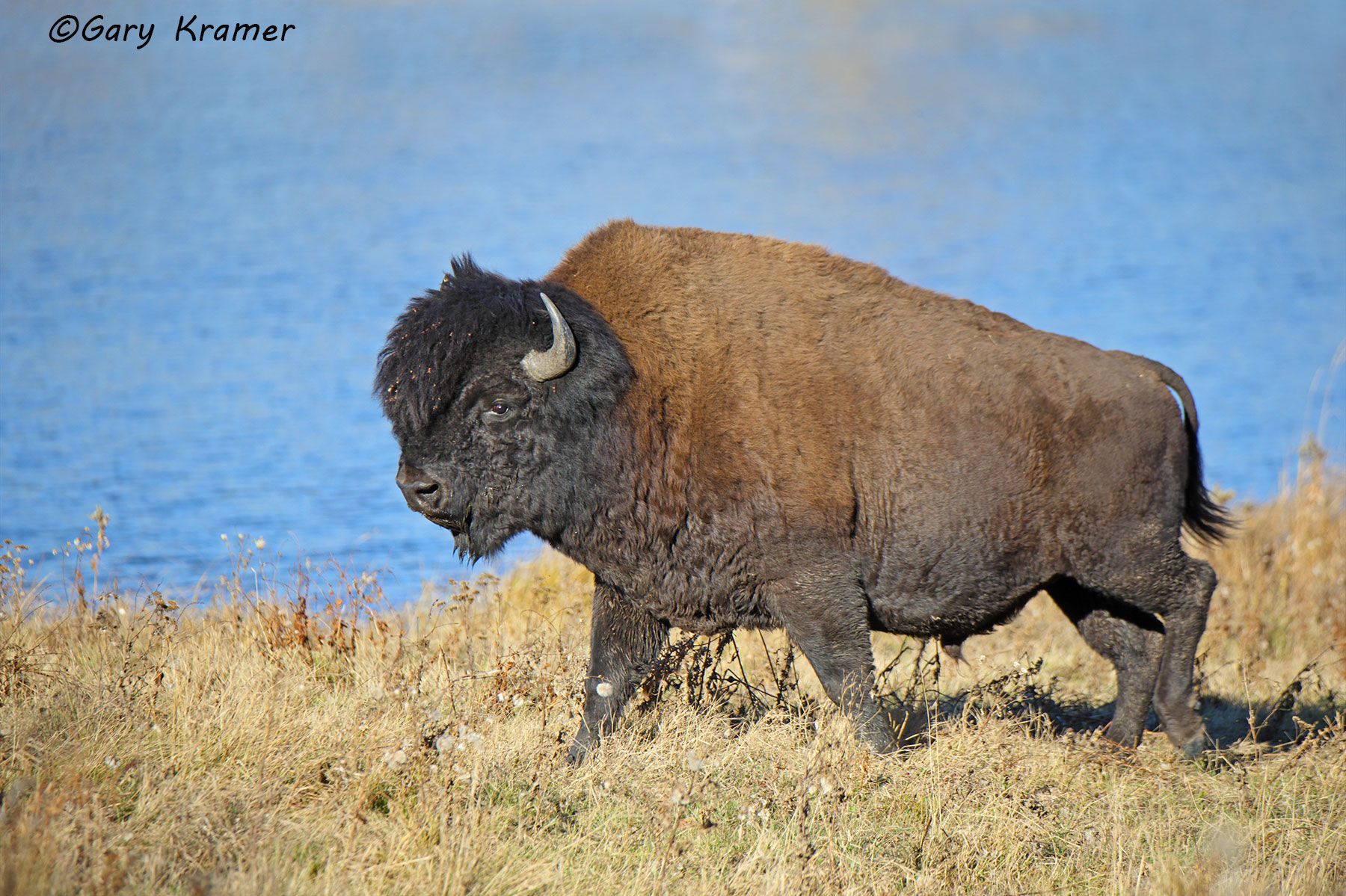 Wood Bison (Bison bison athabascae) - NMBw#014d