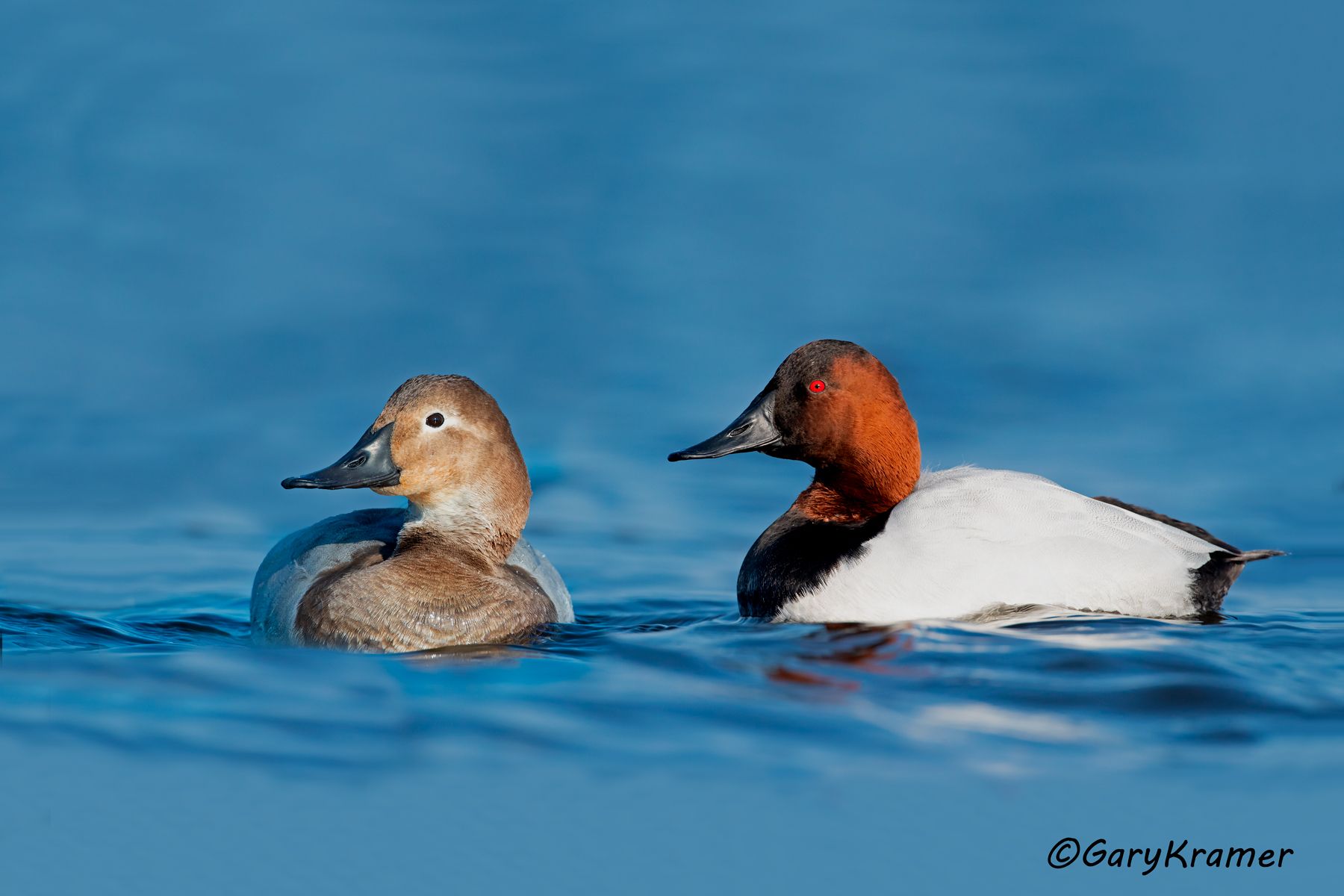 Canvasback (Aythya valisineria) Canvasback (Aythya valisineria) - NBWC#1894d(2)